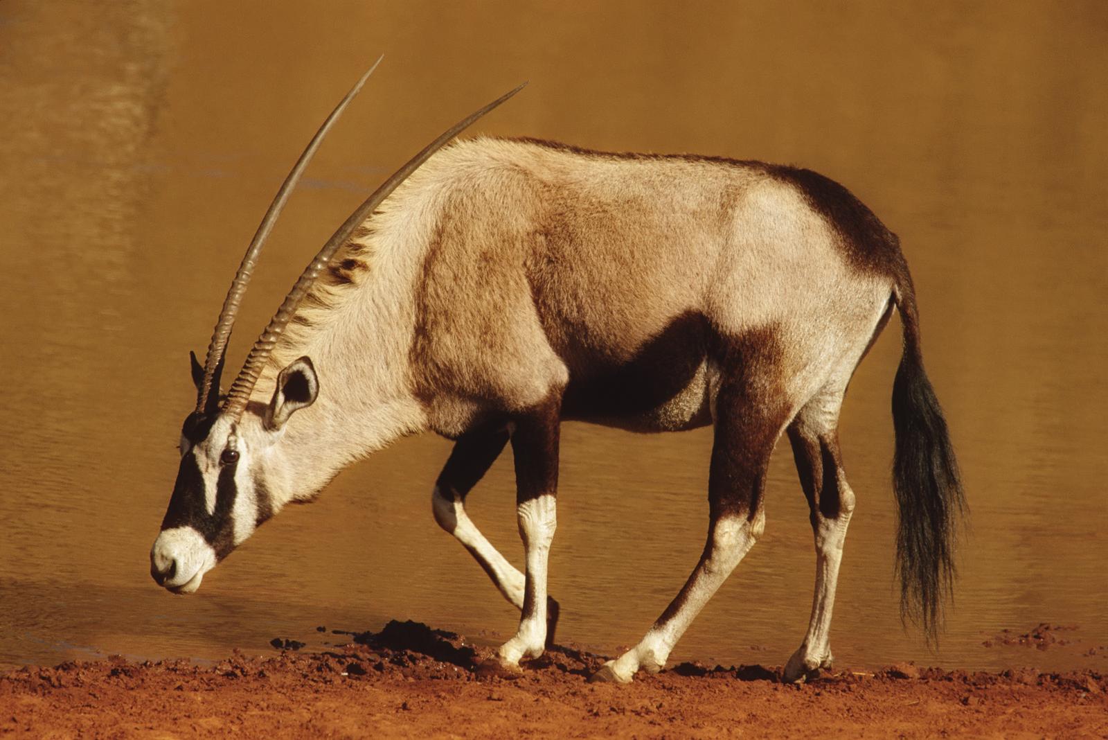 Antilope Gemsbok animal wallpaper other