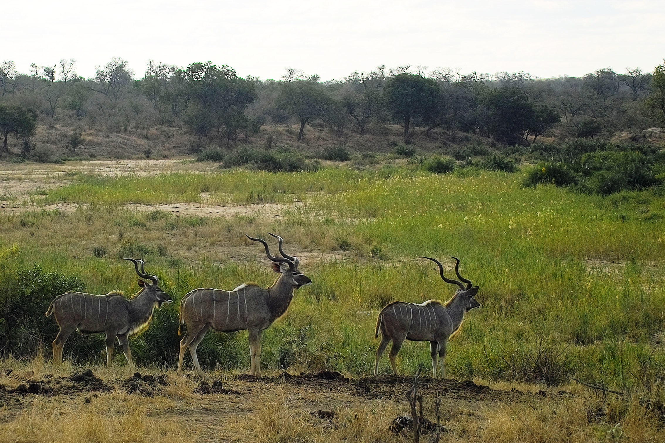 antilopes mirando