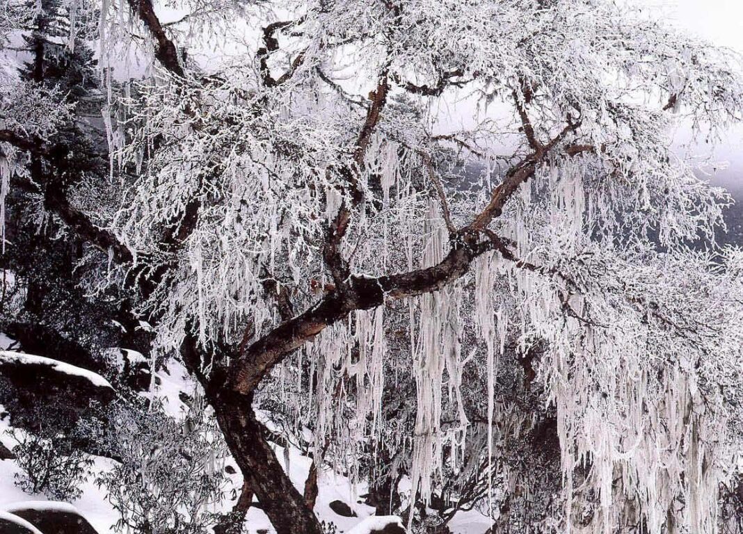 Arbol lleno de nieve