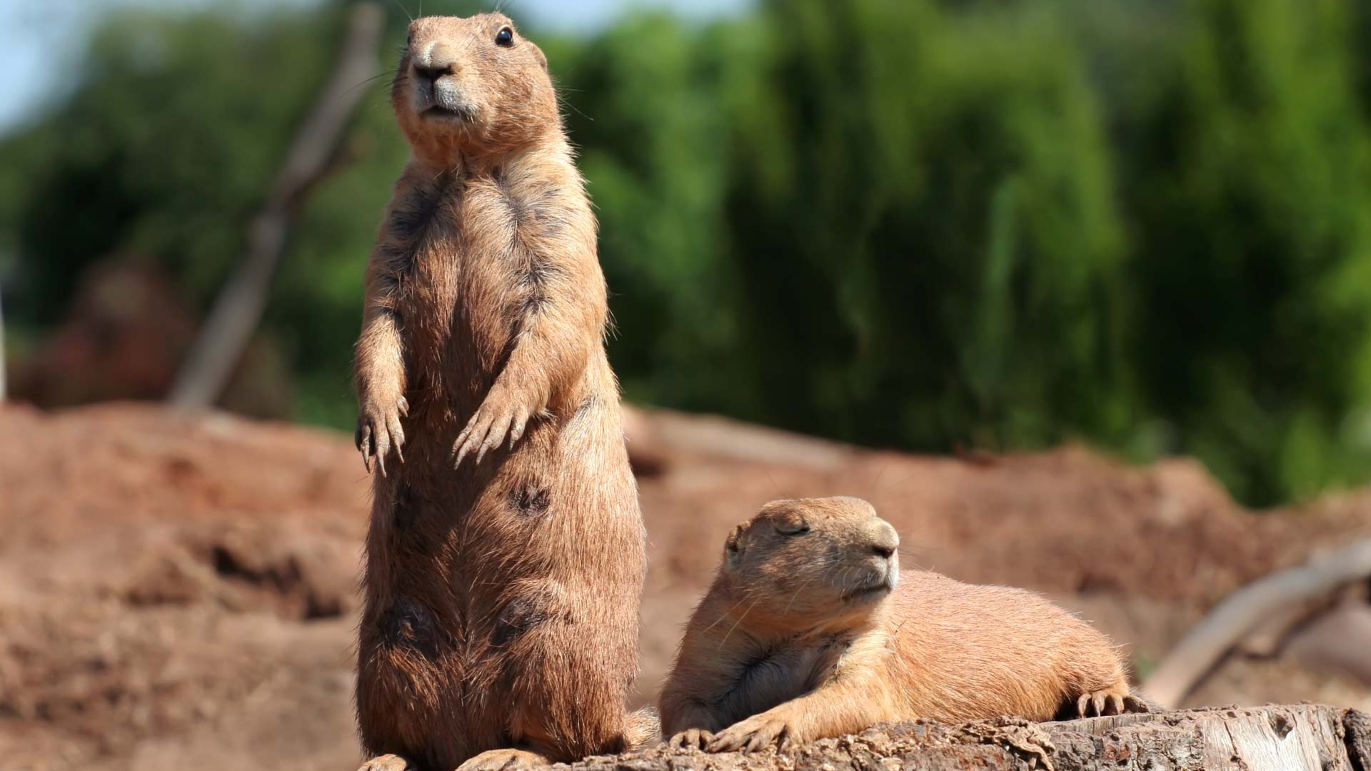 Ardilla de pié - Animales de la selva