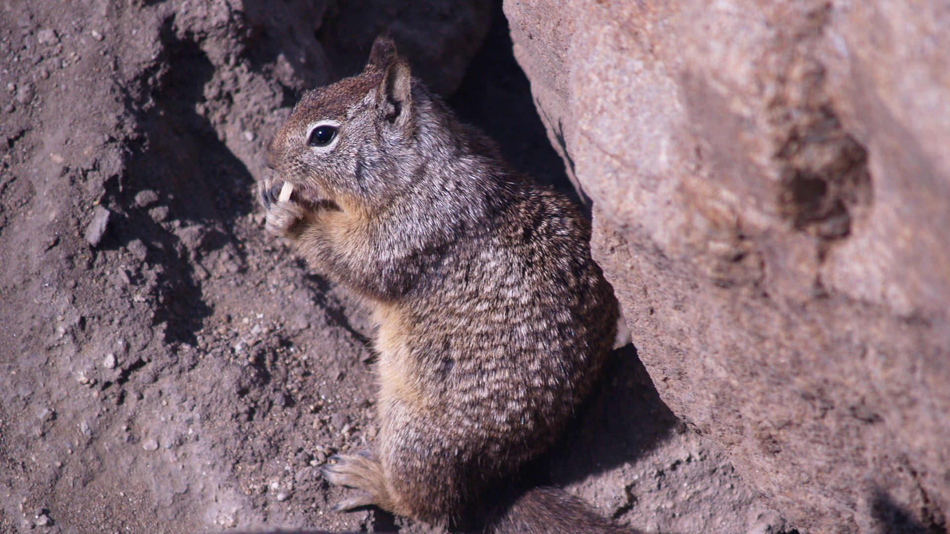 ardillita hambrienta