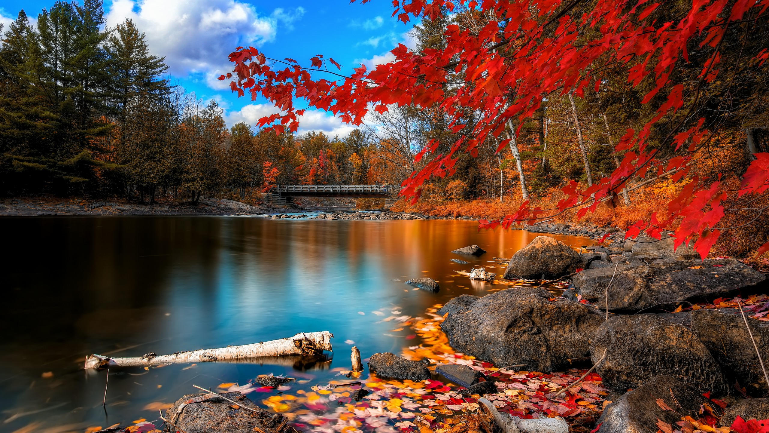 Autumn forest 2560x1440 4k hd wallpaper leaves trees lake rocks beach