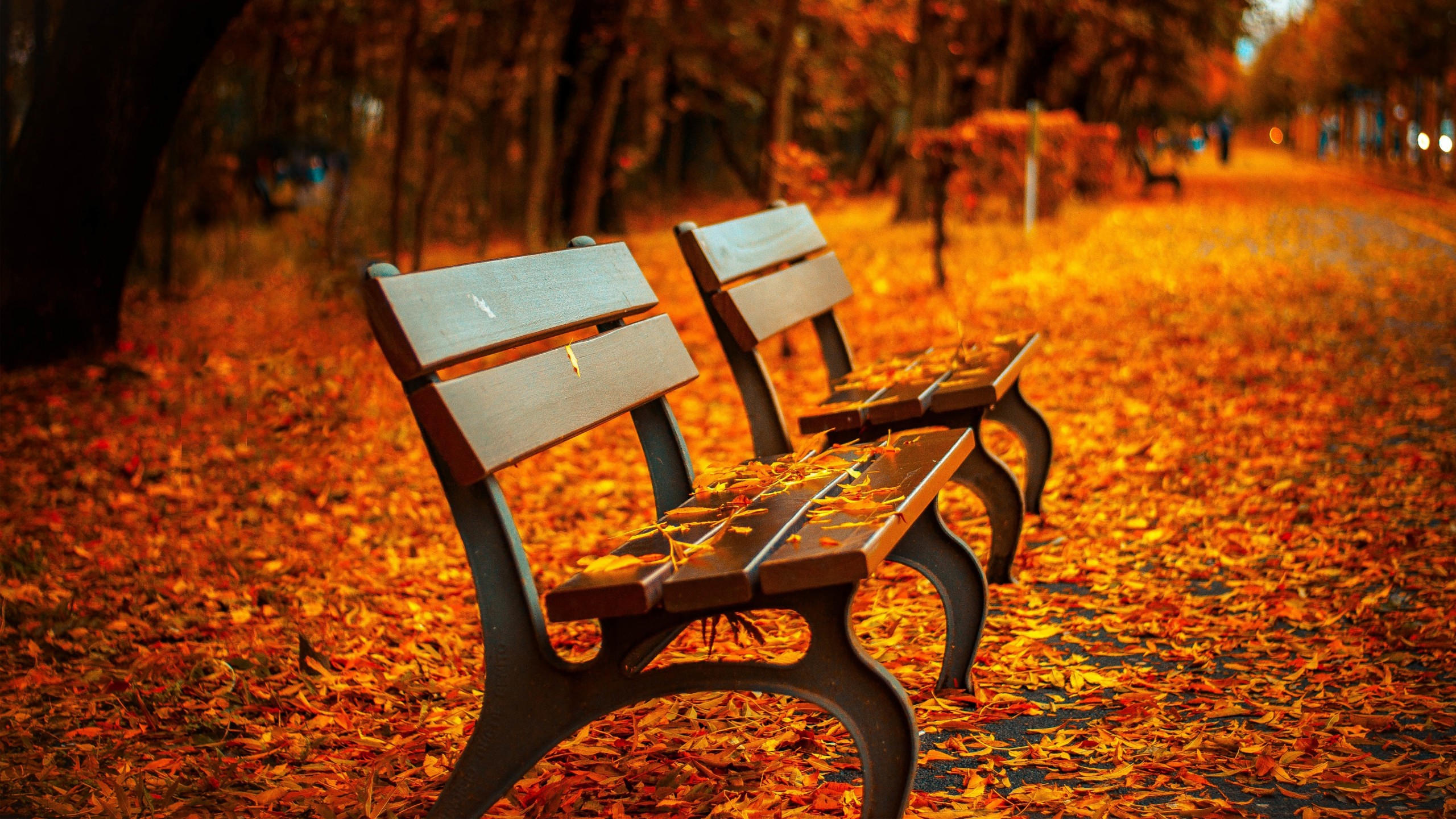 Autumn park 2560x1440 5k 4k wallpaper trees leaves bench