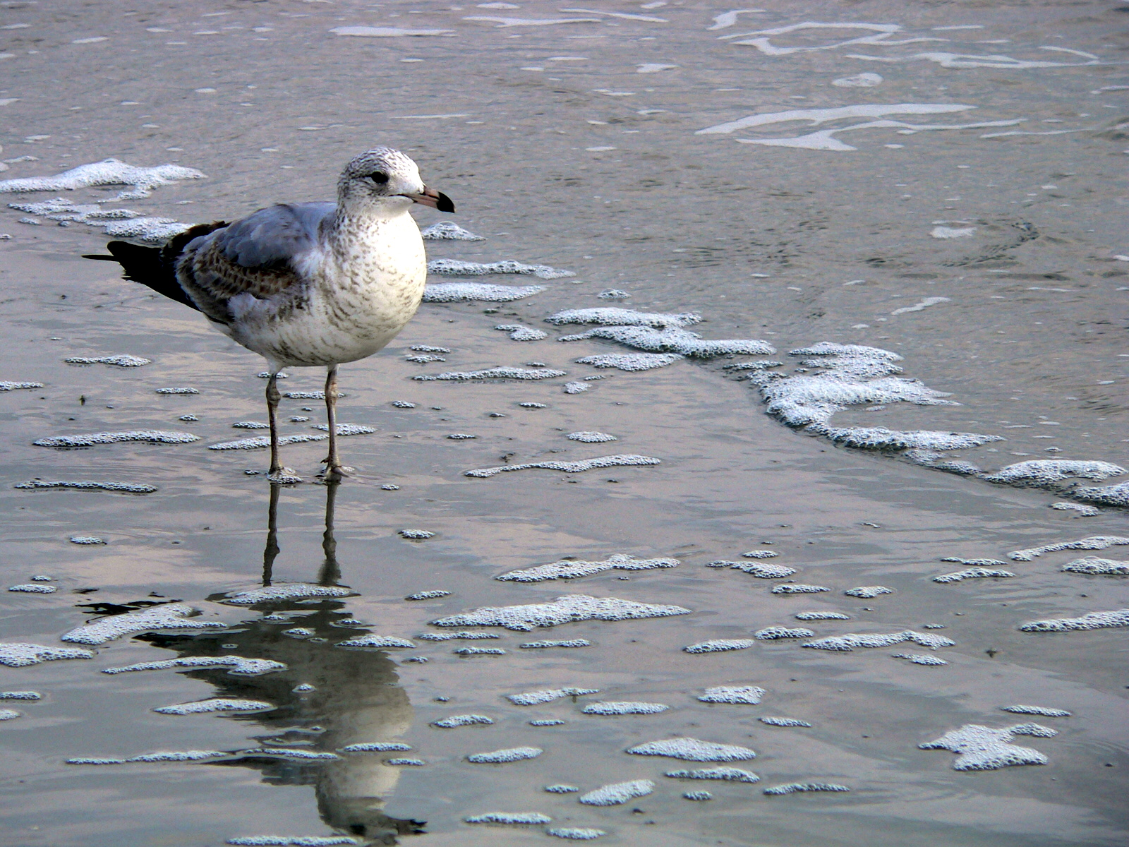 ave en la orilla de la playa