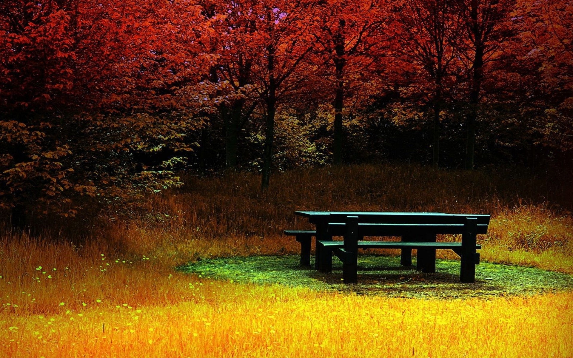 Banco en bosque otoñal