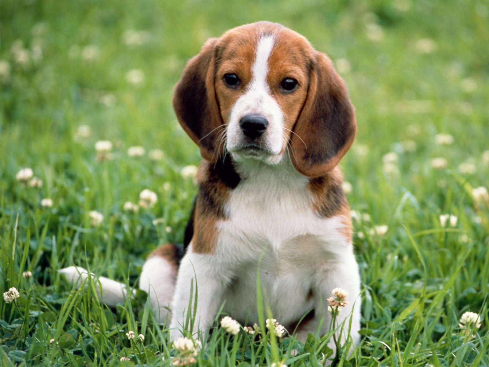 Beagle Apple Park Dog Animal Wallpaper