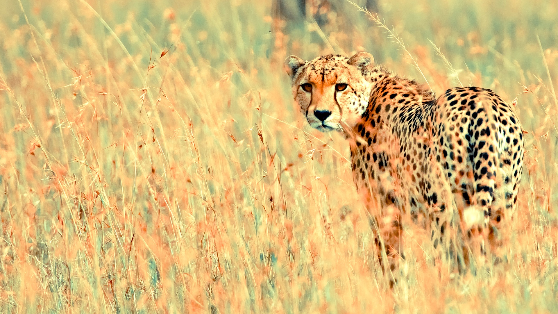 Beautiful cheetah