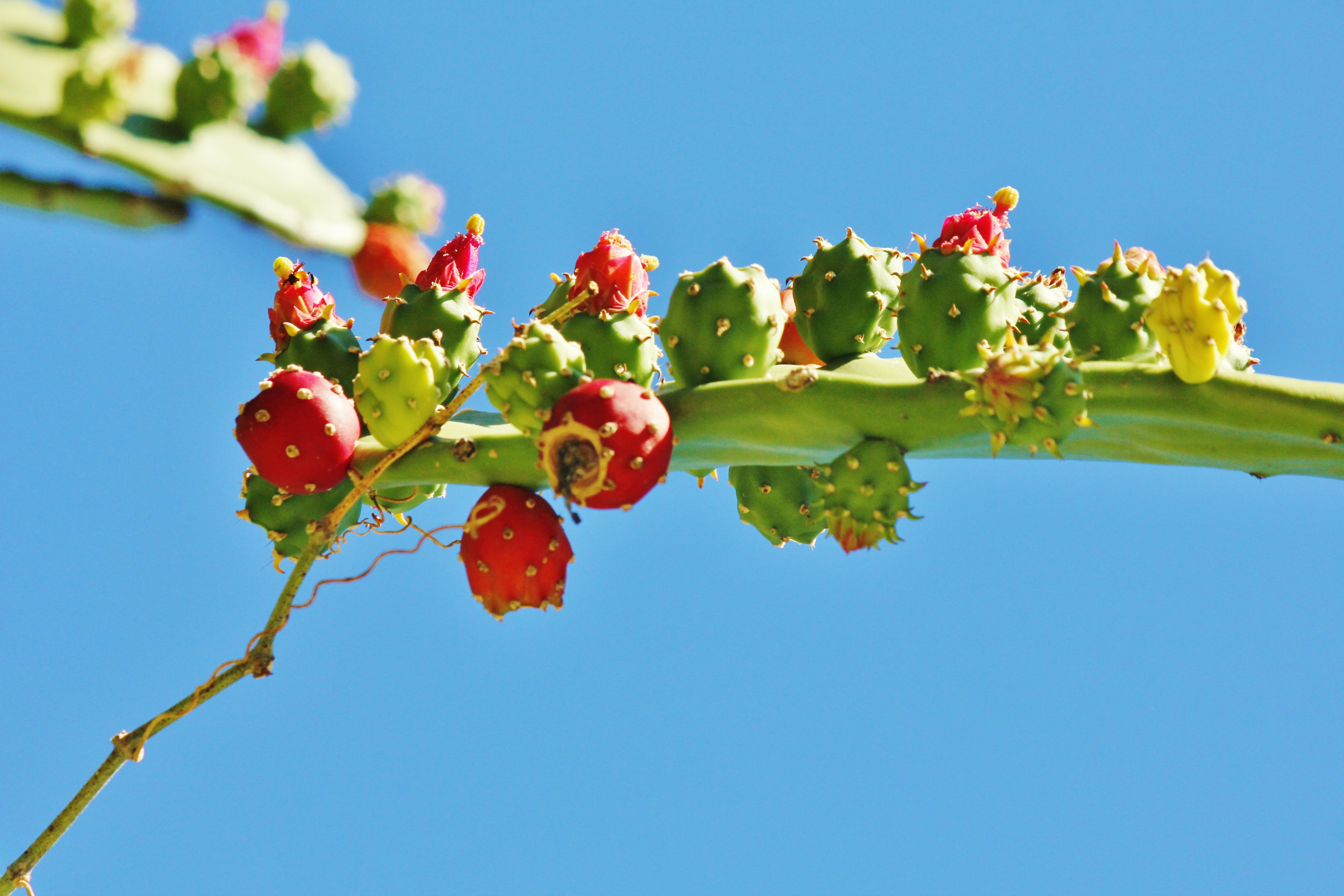 Beautiful Nopal with Flowers HD Wallpapers