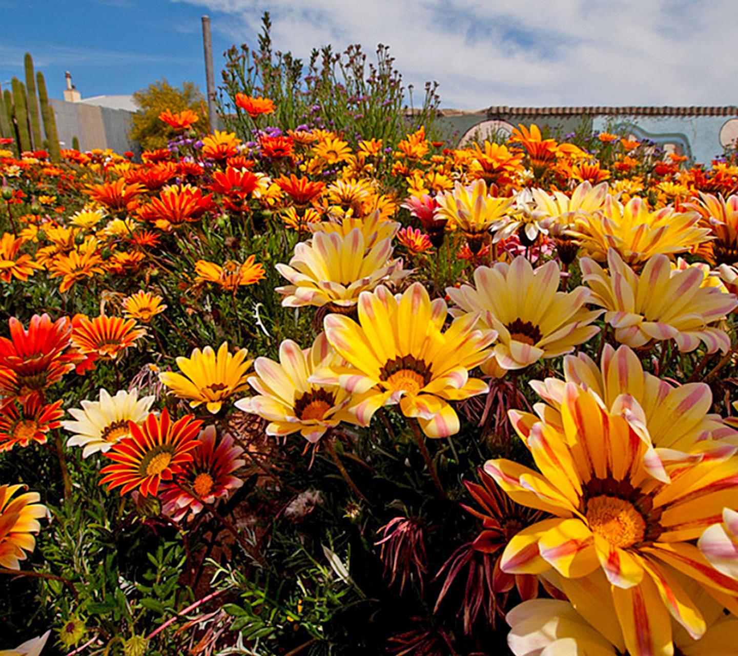 Beautiful Sun Flower