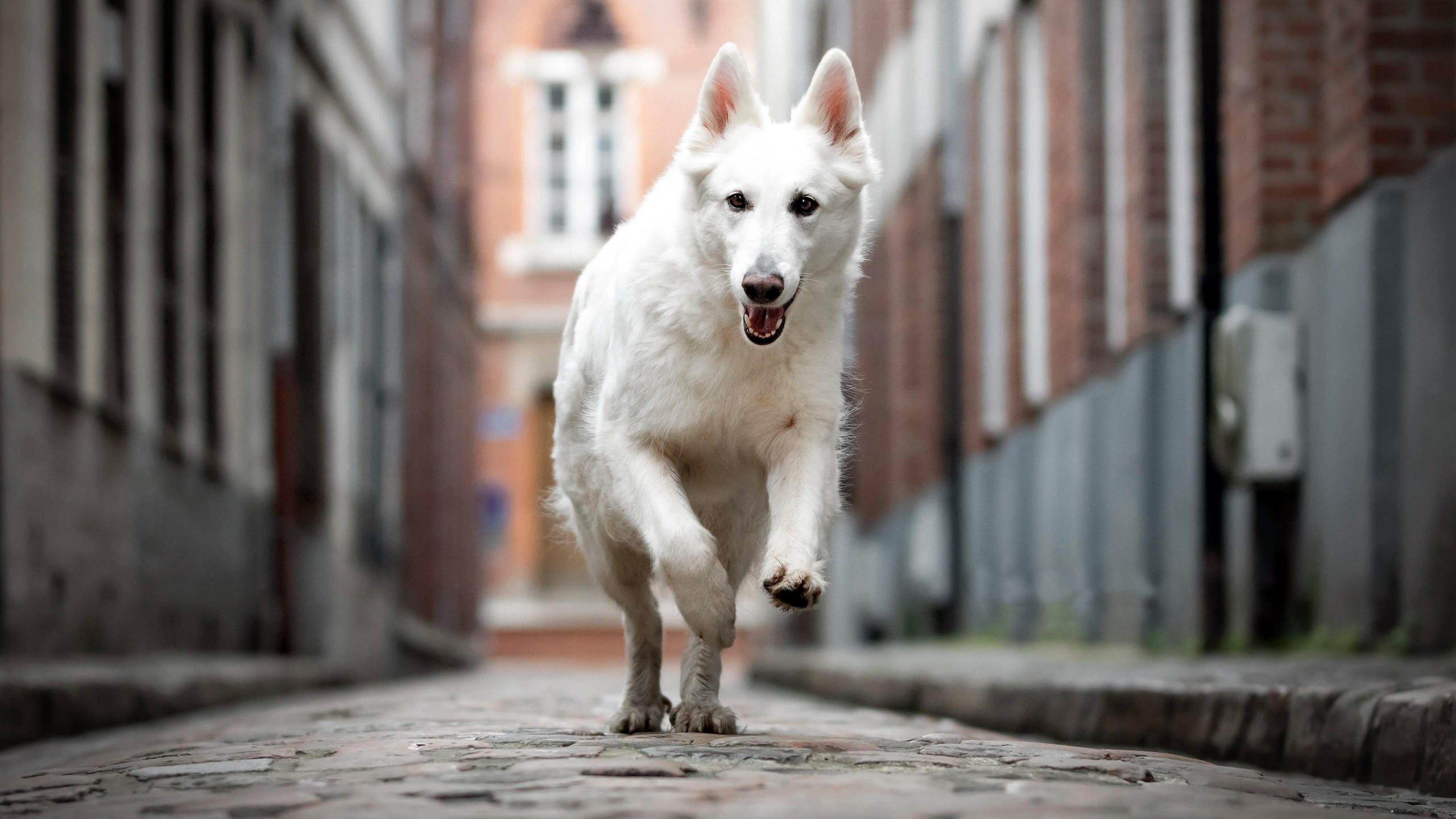 Berger blanc suisse 2560x1440 dog white 4k