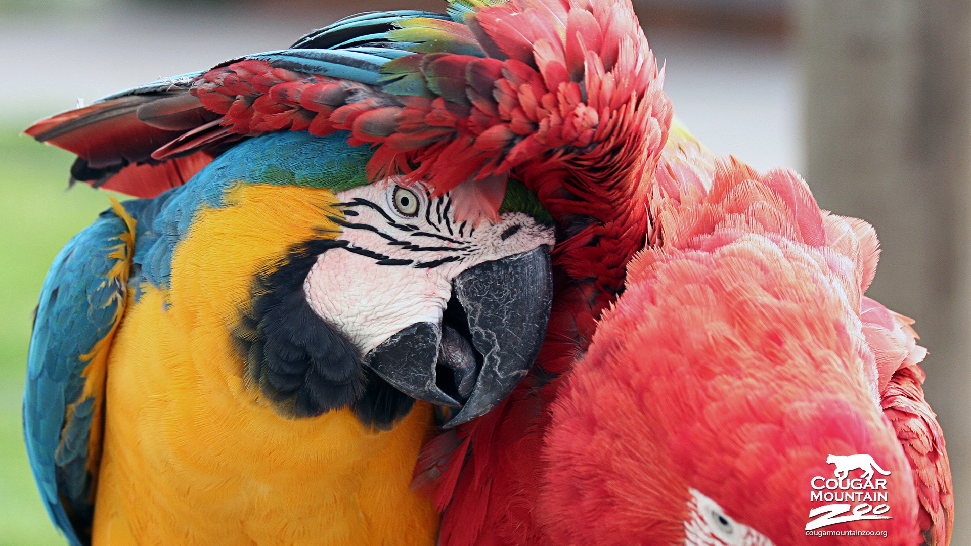 Best friends macaws