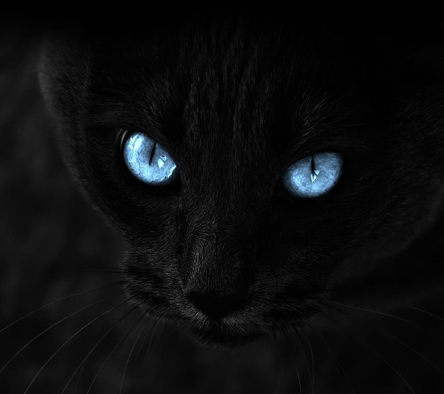 Black Cat Hd