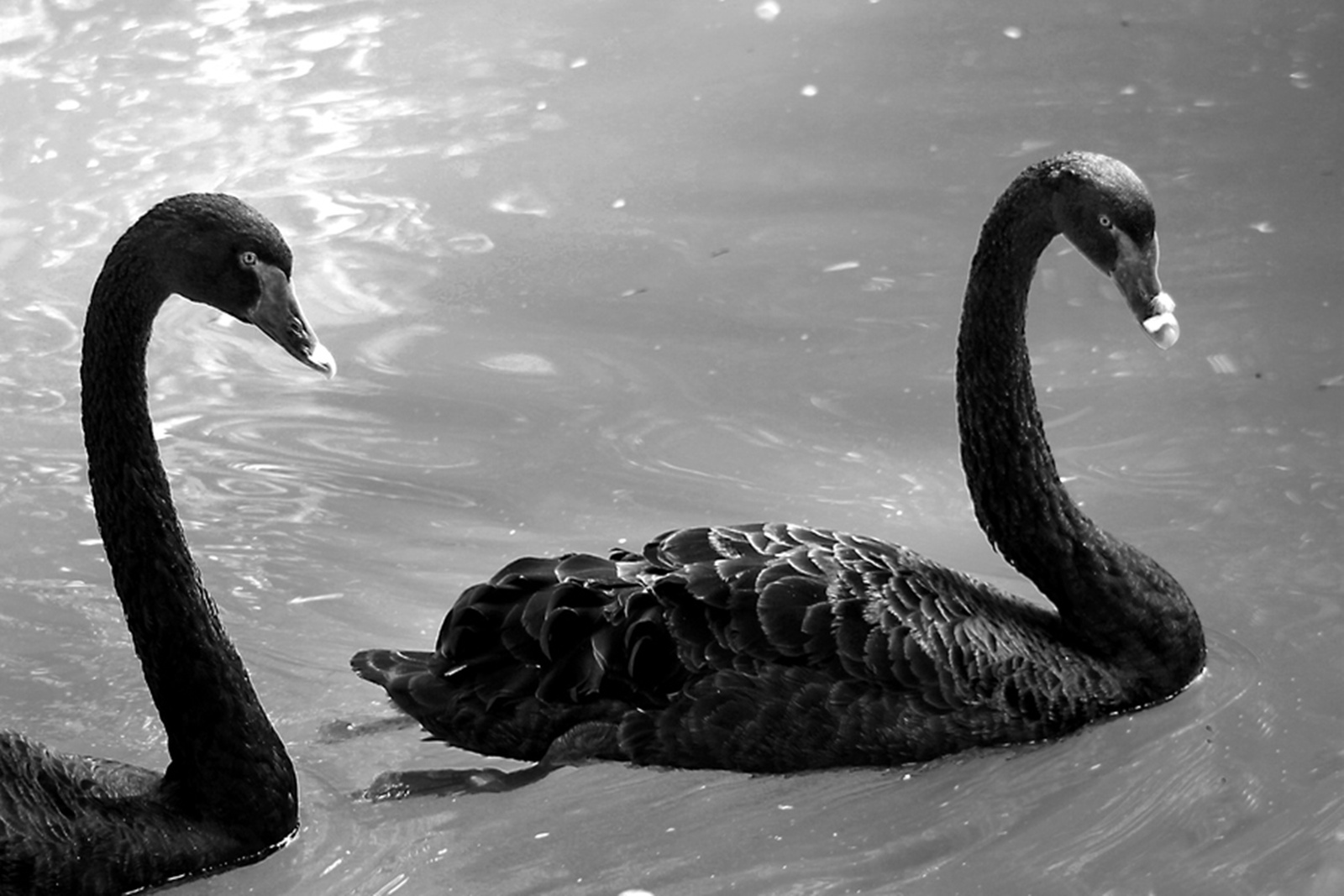 Black Swans Animals Wallpaper