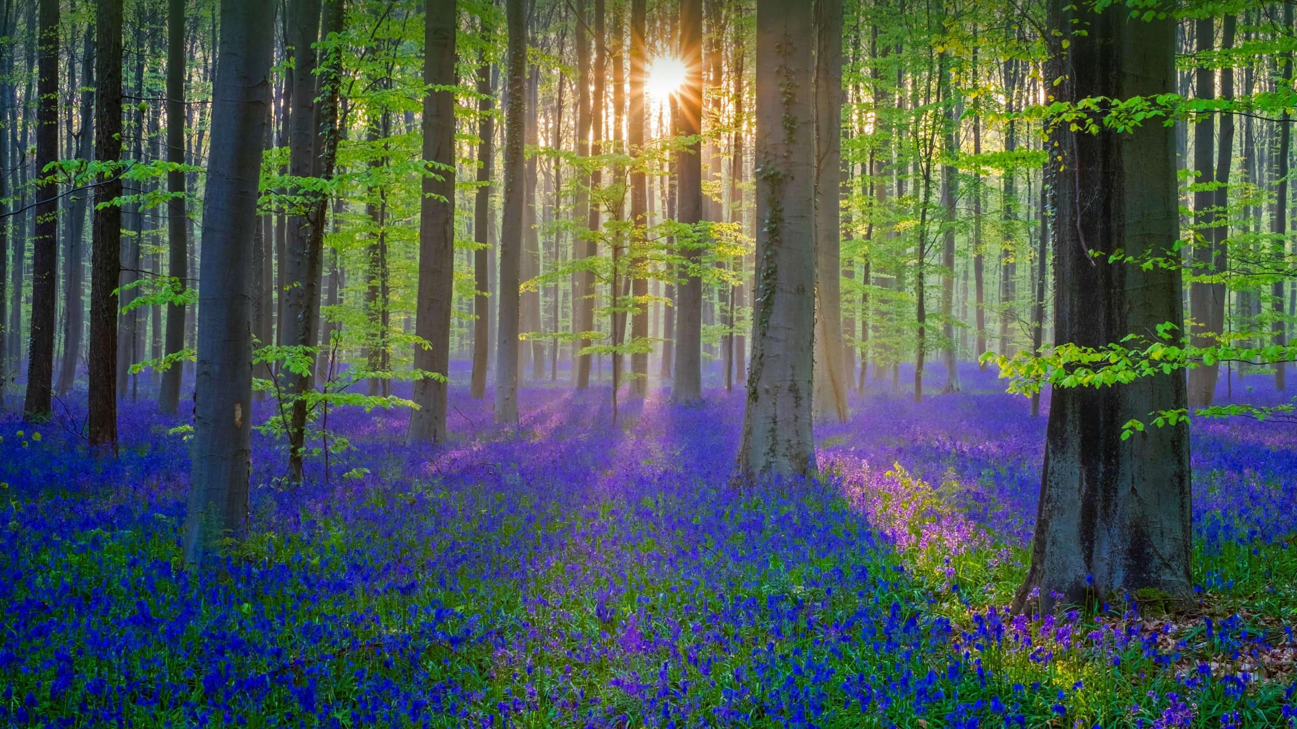 Bluebell 2560x1440 flower forest sun light 4k