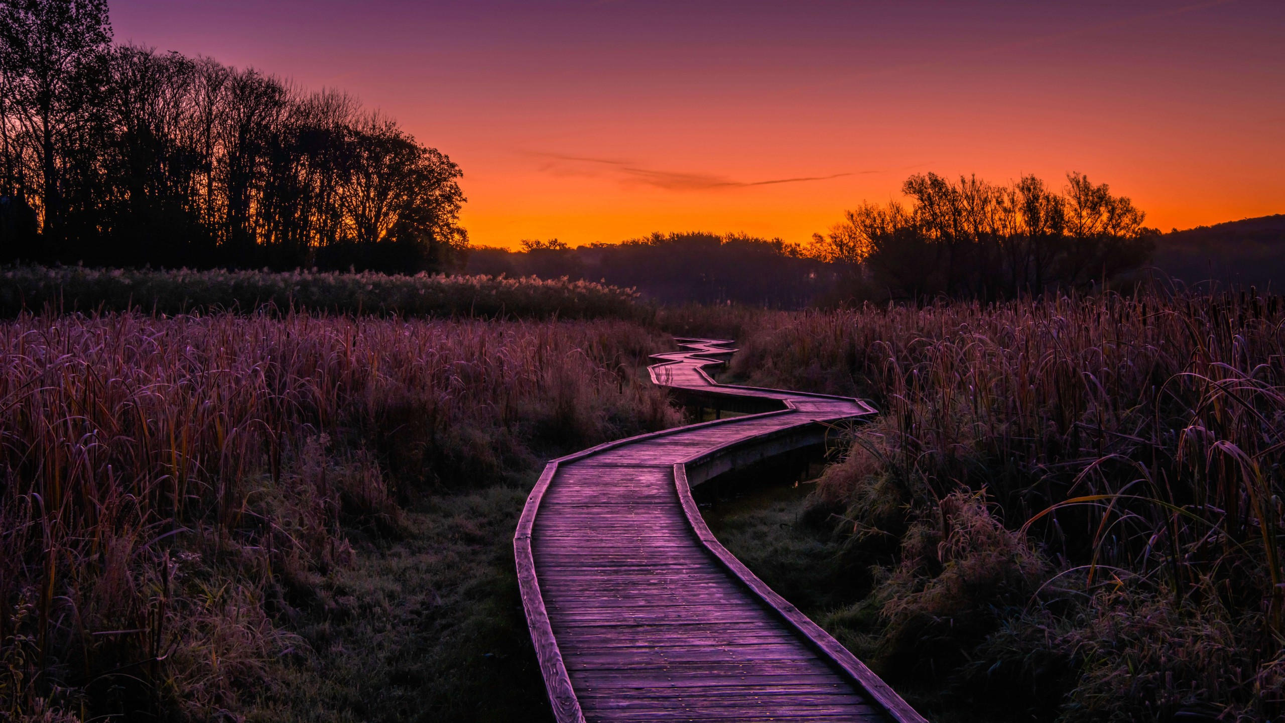 Boardwalk 2560x1440 grass sunset 8k