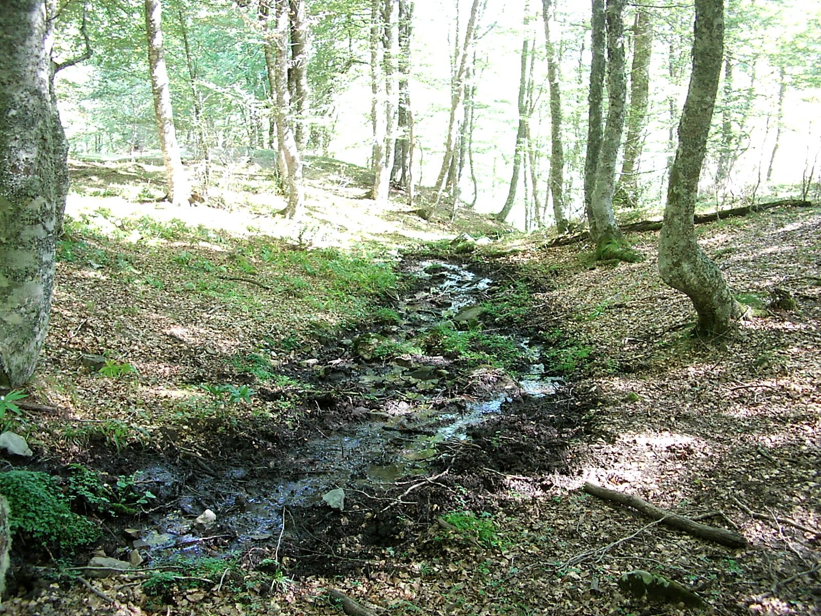 Bosque con riachuelo seco
