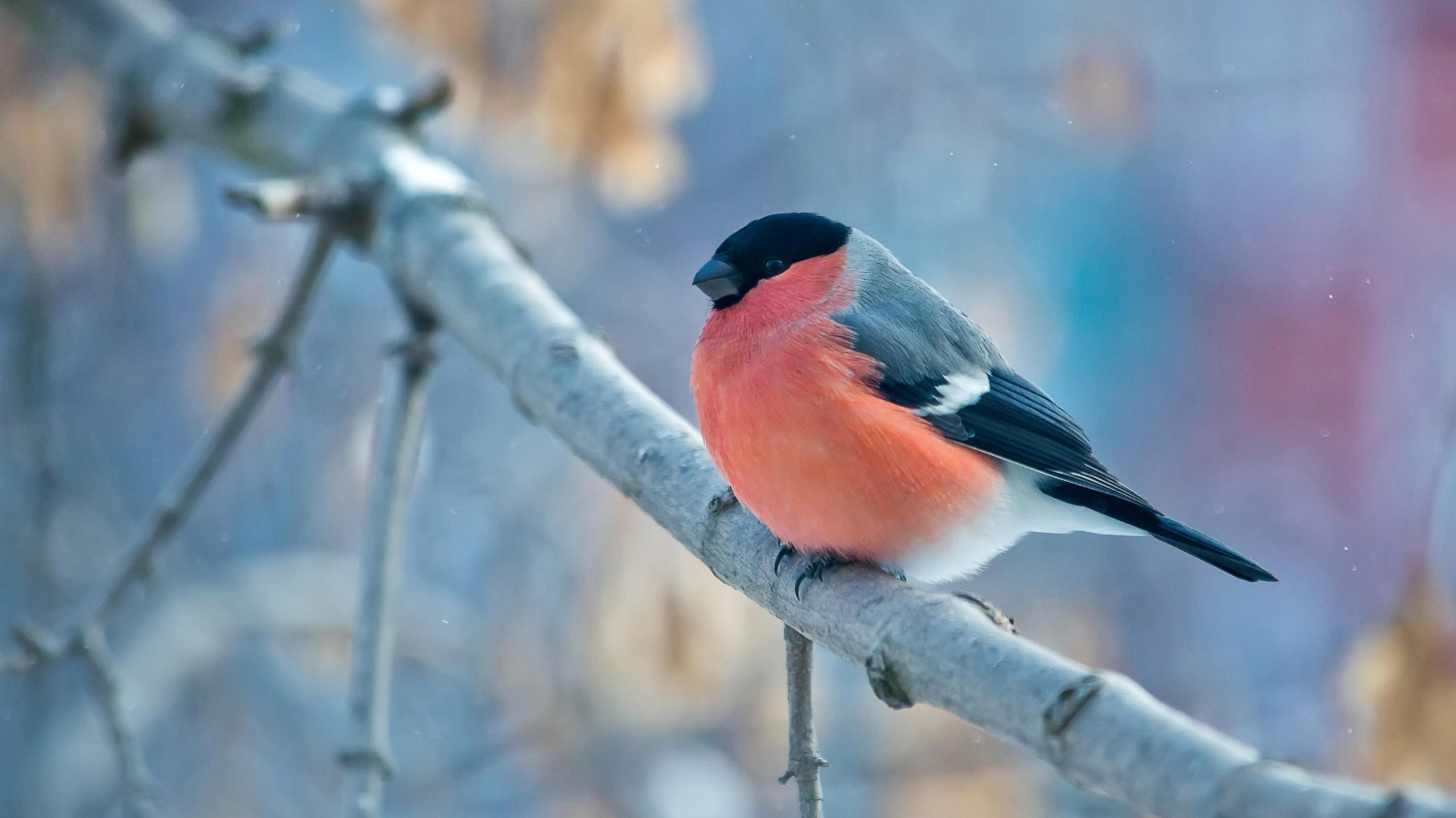Bullfinch 2560x1440 bird orange 4k
