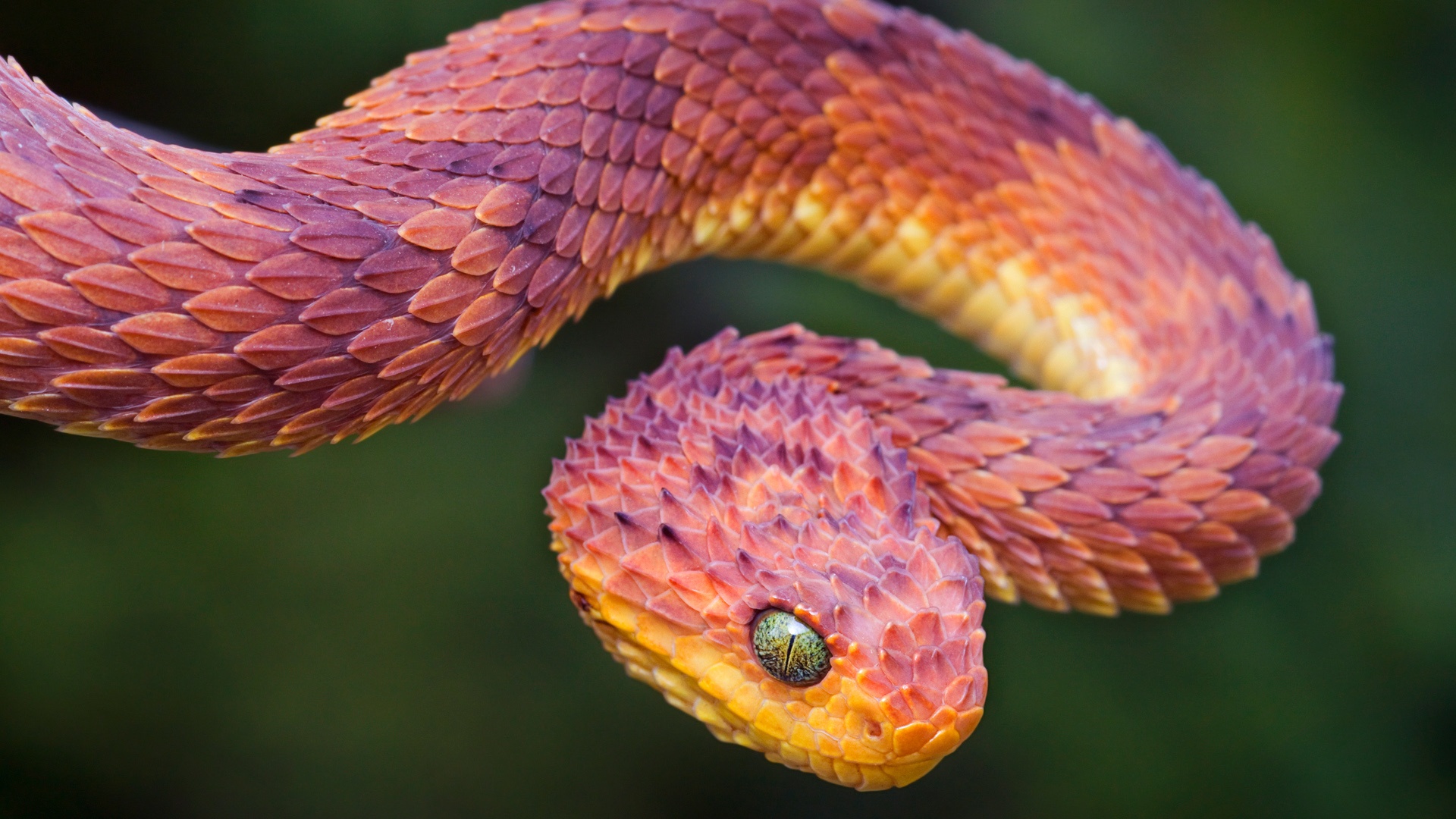 Bush viper