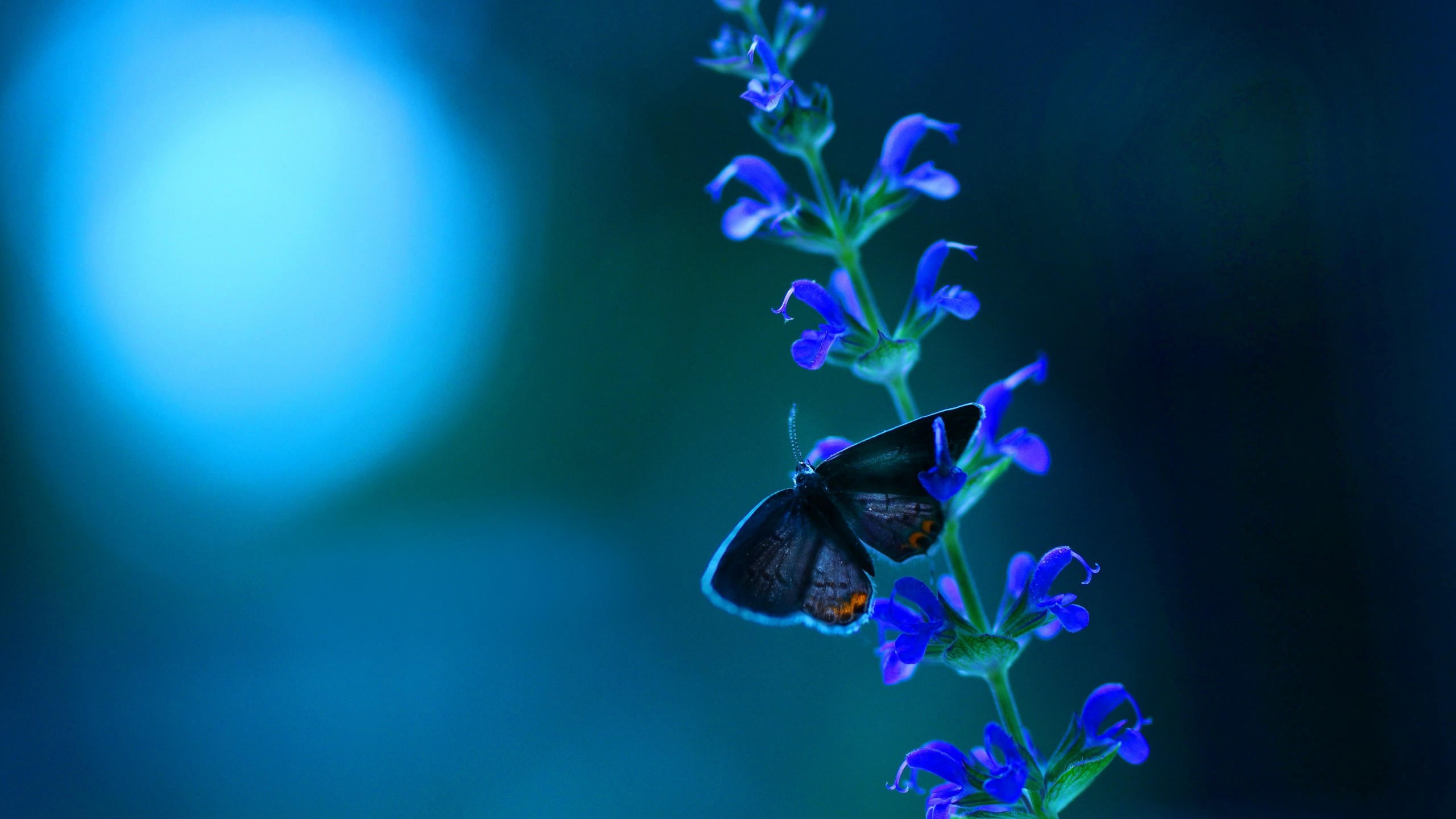 Butterfly 2560x1440 flowers blue