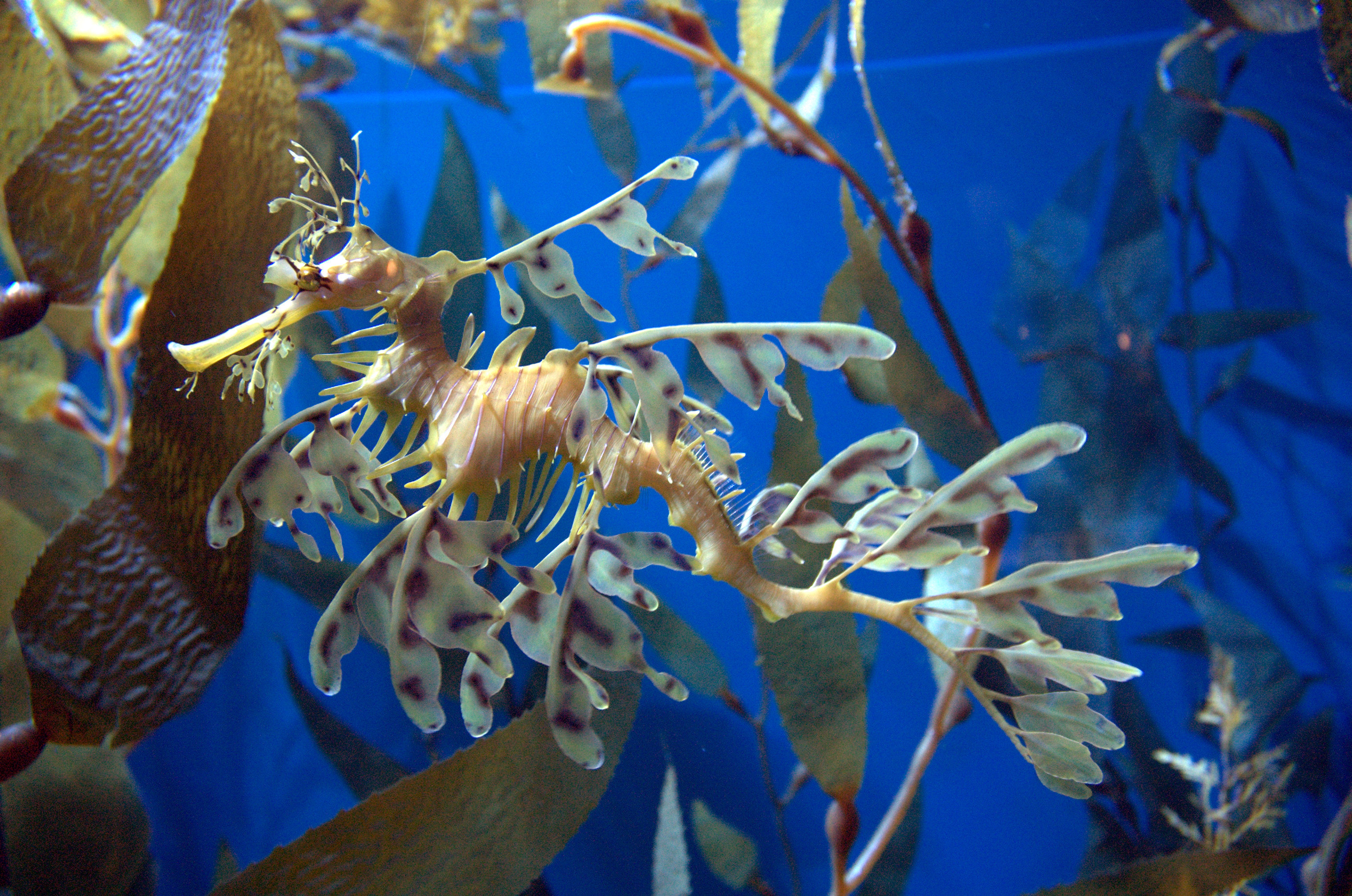 caballito de mar oculto