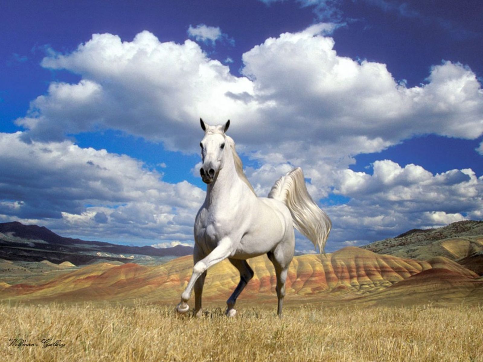 caballo blanco corriendo