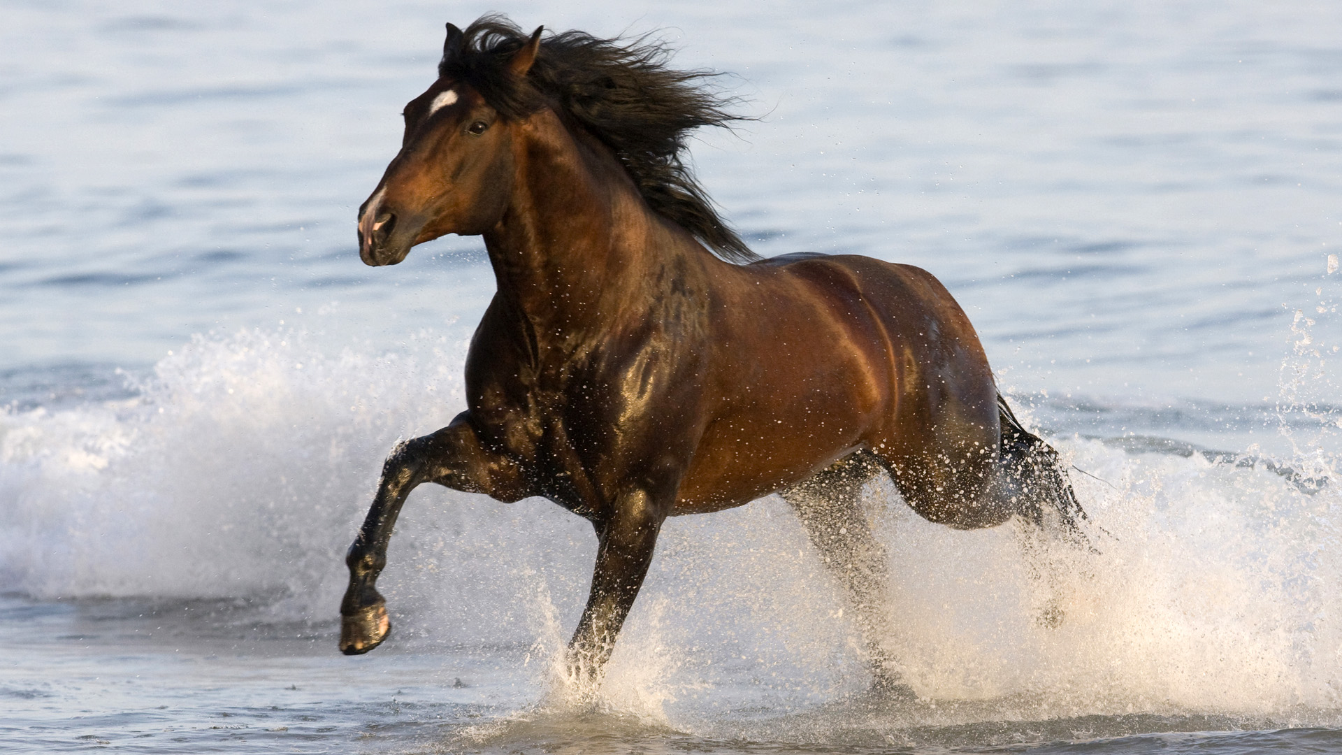 Caballo corriendo en playa
