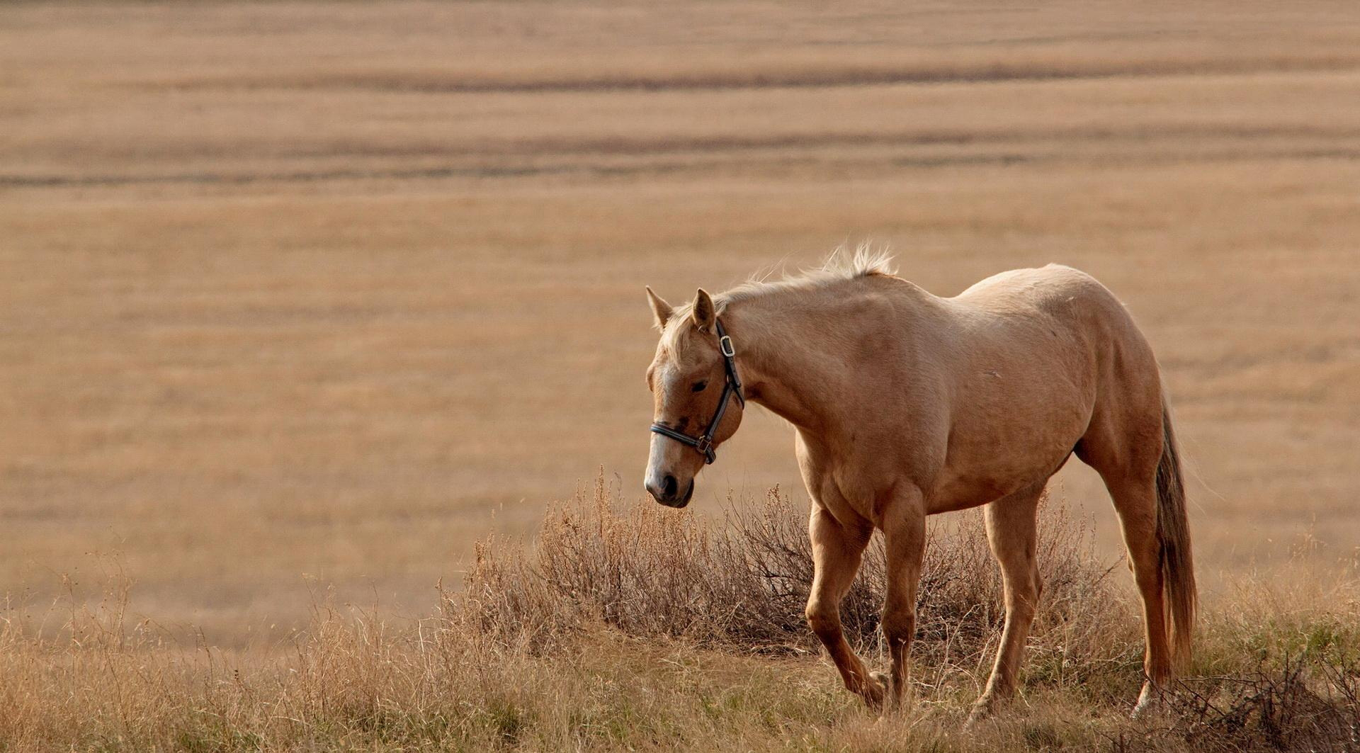 caballo hermoso caminando