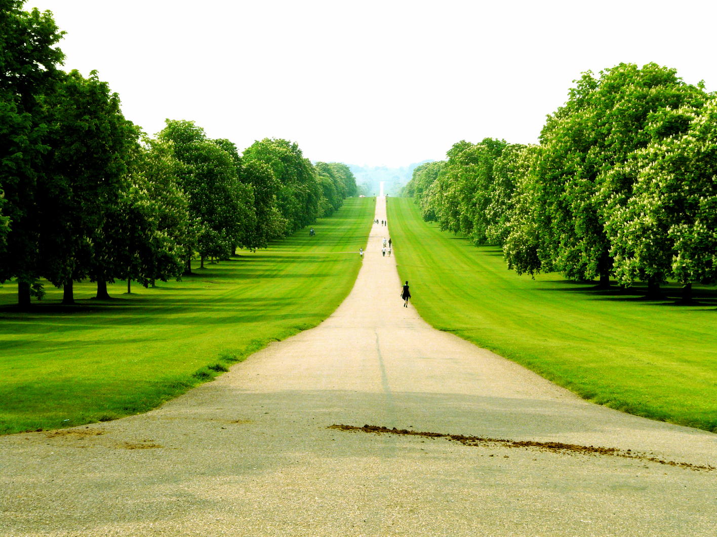 Camino en gran area verde