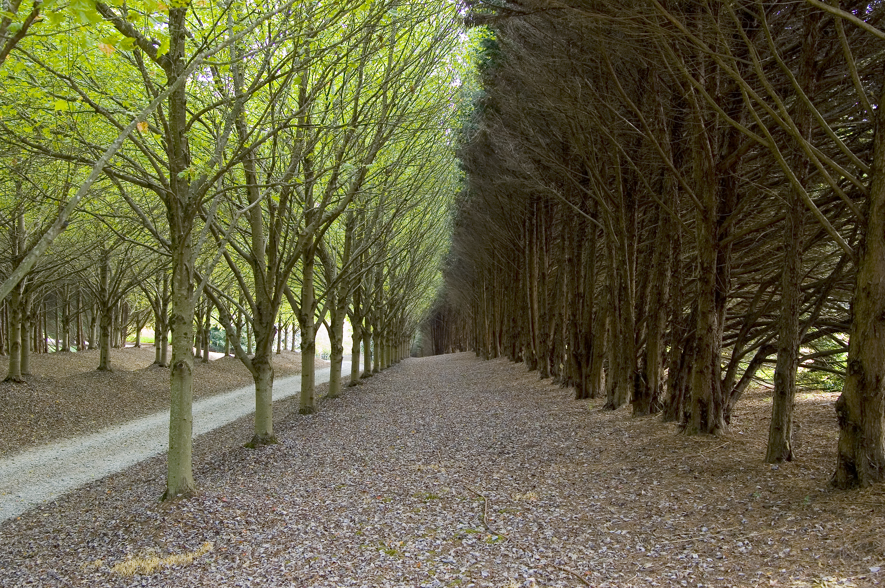 Camino Hermoso con Arboles