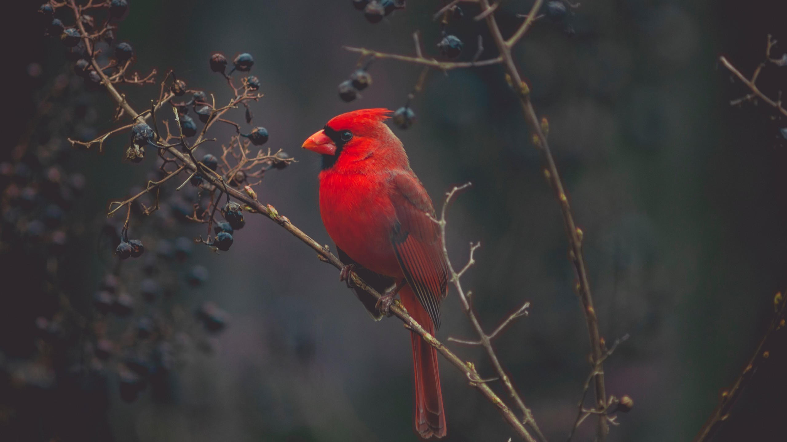 Cardinal 2560x1440 red bird bird 4k