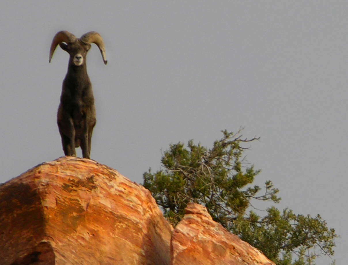 Carnero en una roca