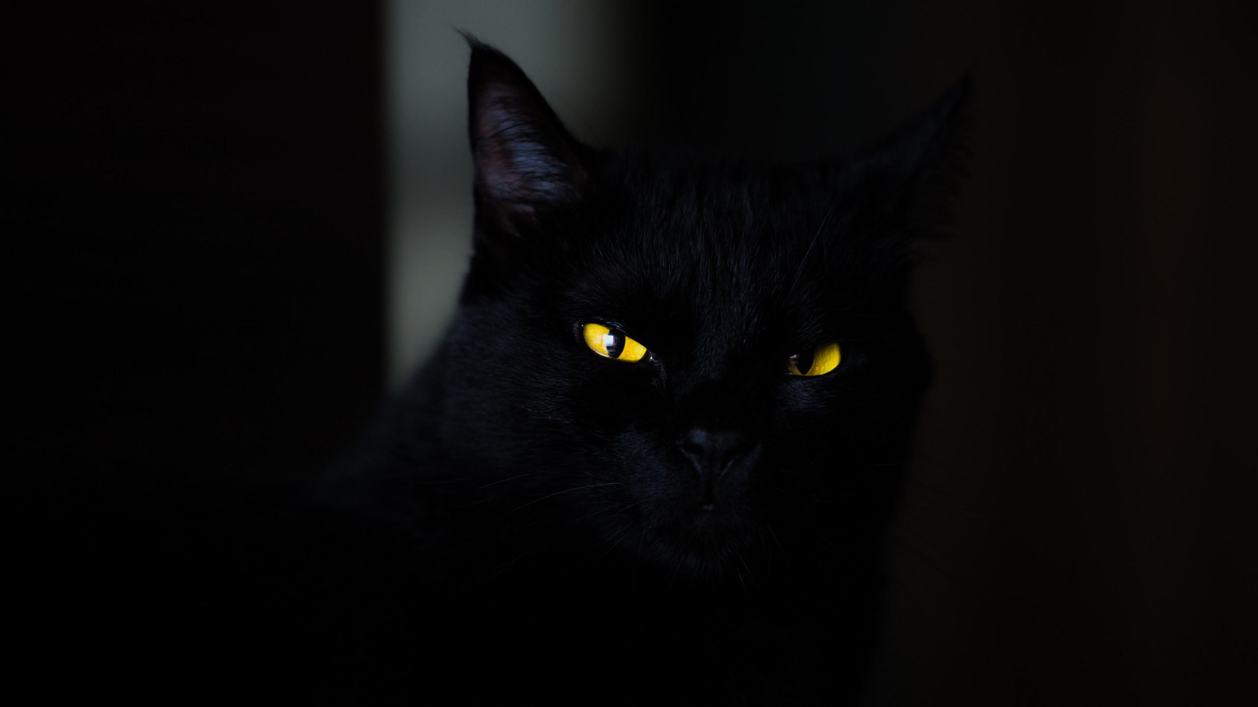 Cat 2560x1440 black yellow eyes 4k