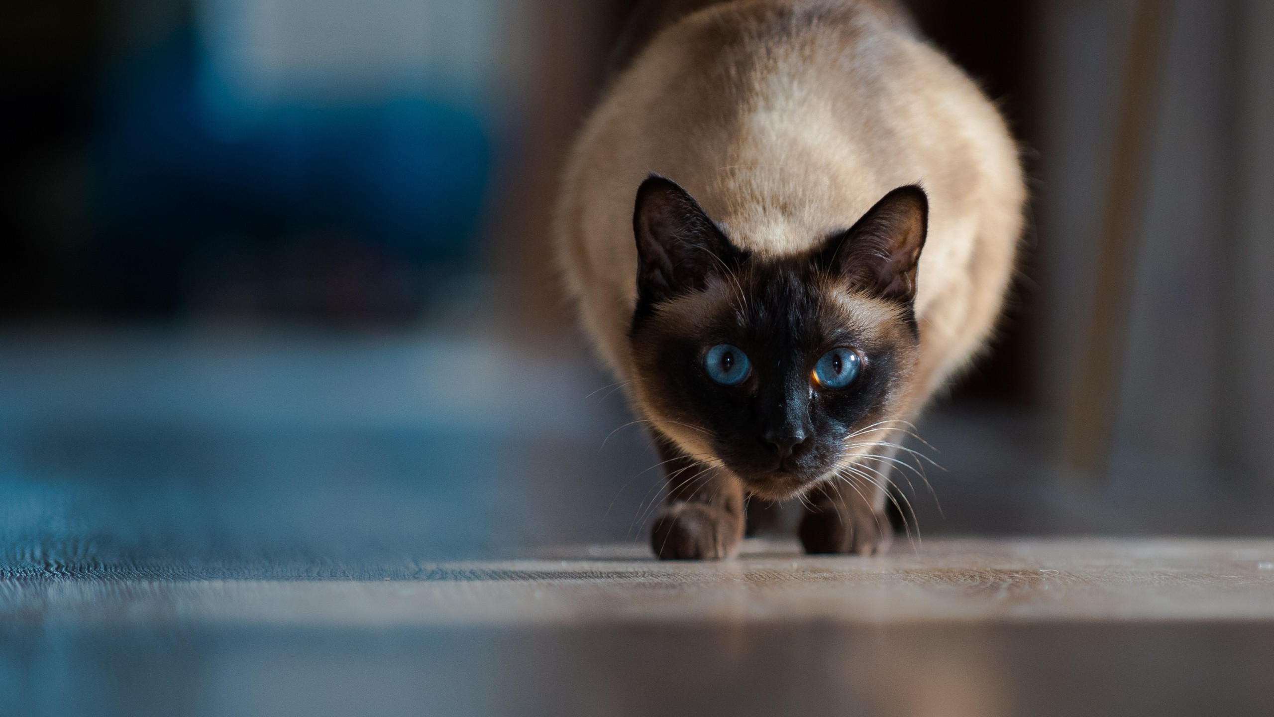 Cat 2560x1440 cute animals 4k