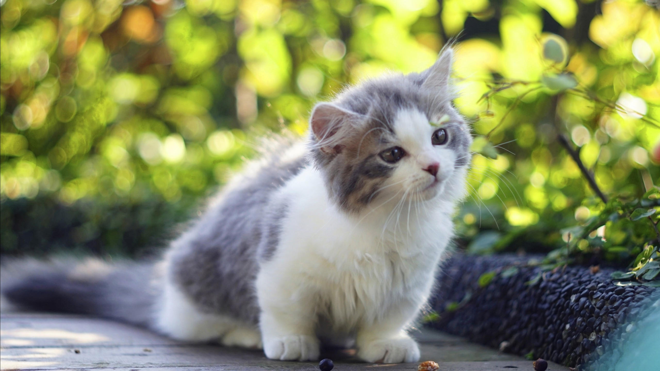 Cat 2560x1440 kitten cute animals 4k