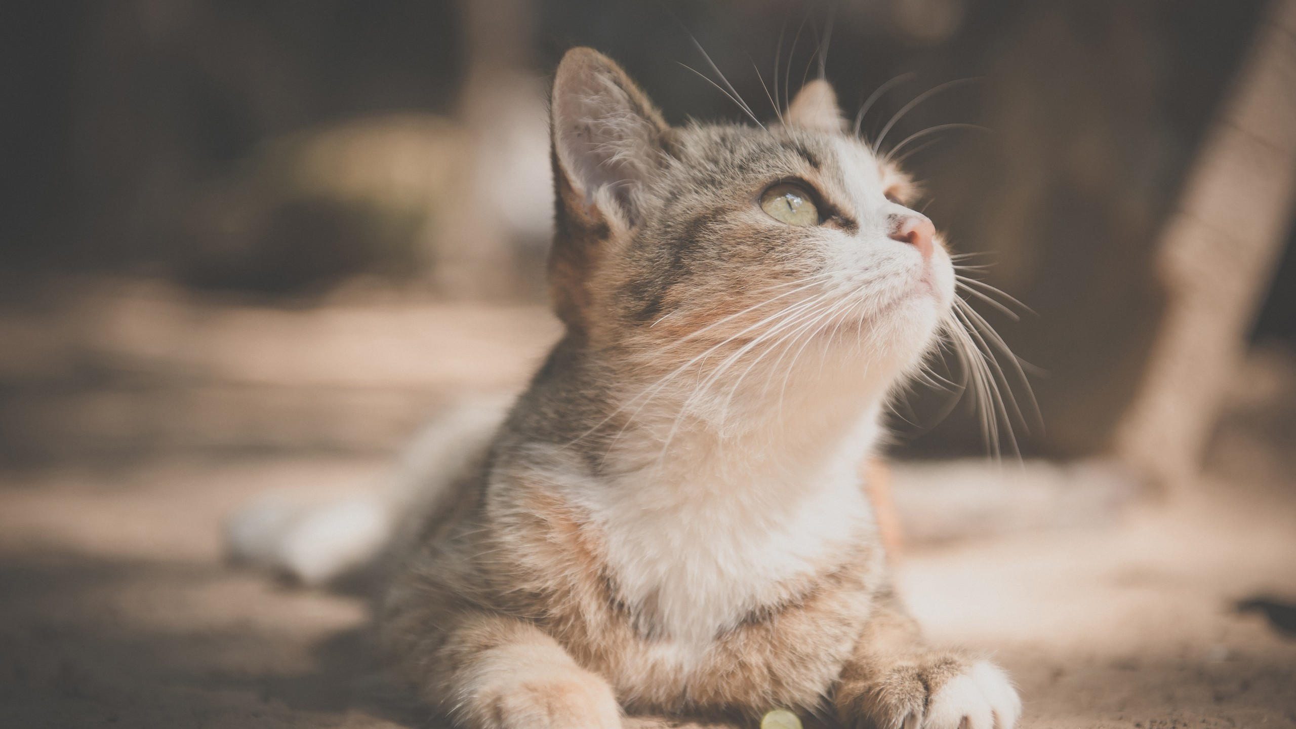 Cat 2560x1440 pet 6k