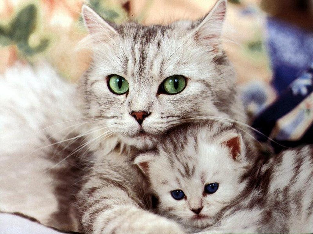 Cat hugging wallpapers