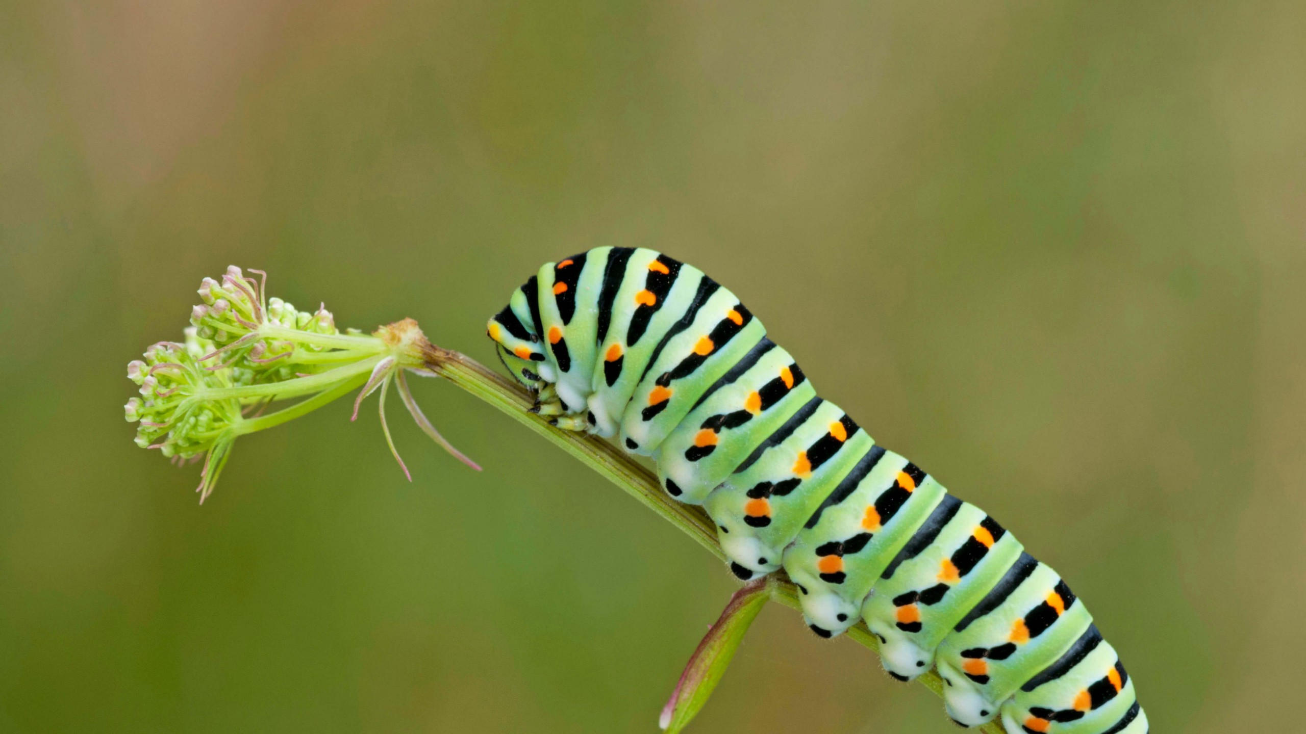 Caterpillar 2560x1440 green leaves 4k