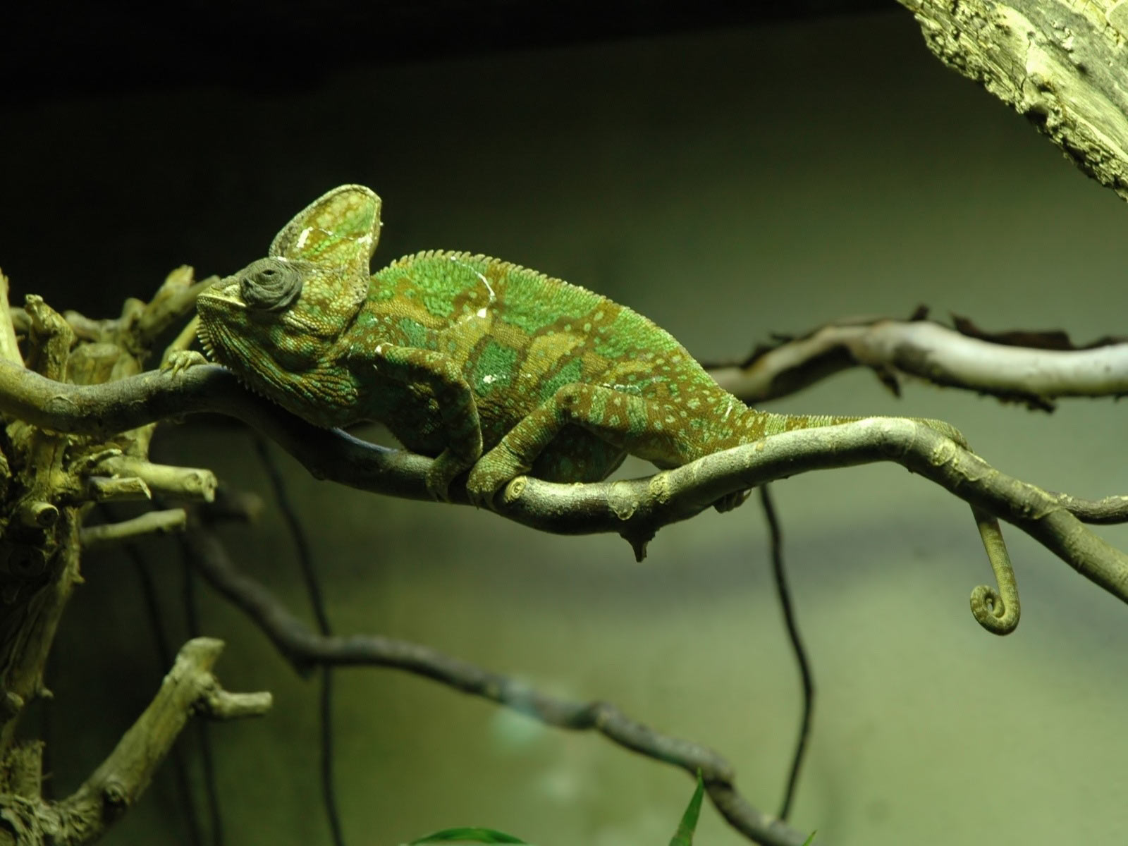 Chameleon (Exotic Animals Wallpapers)