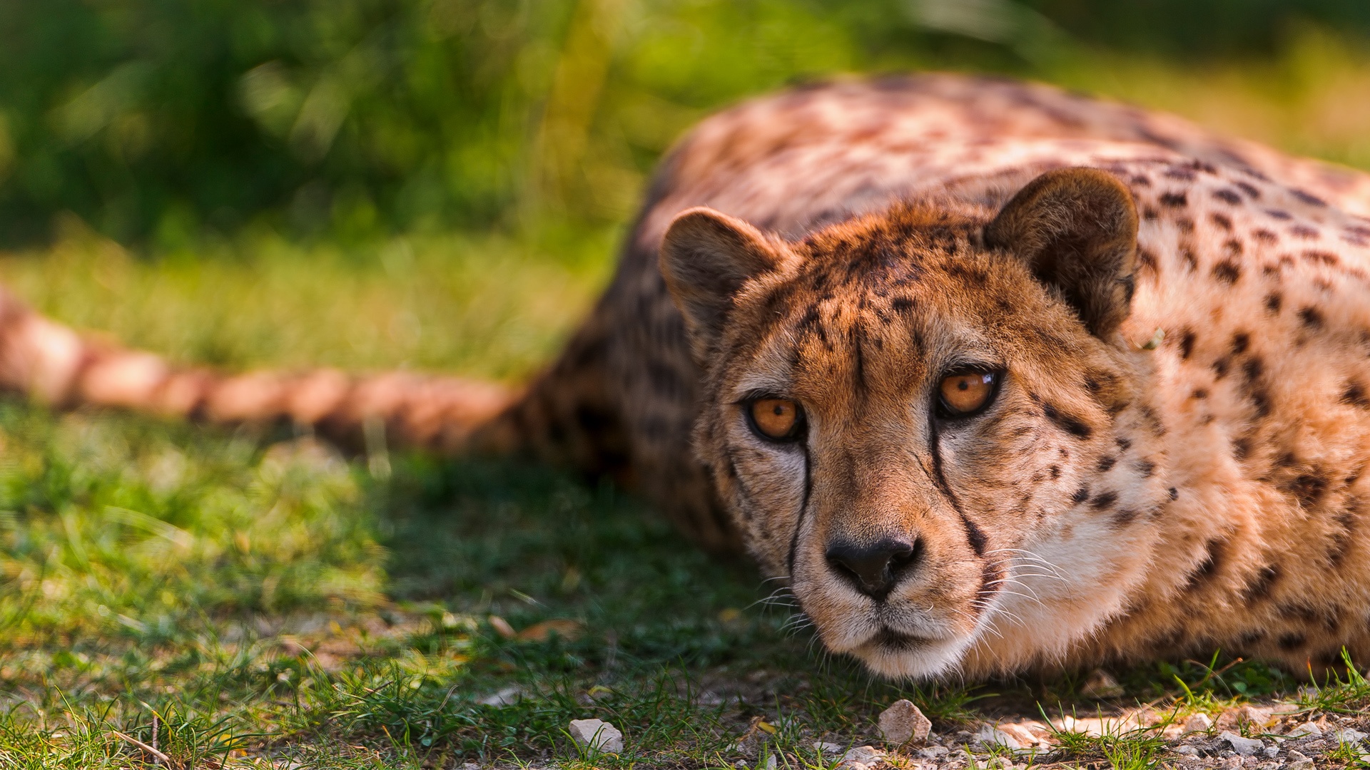 Cheetah lying