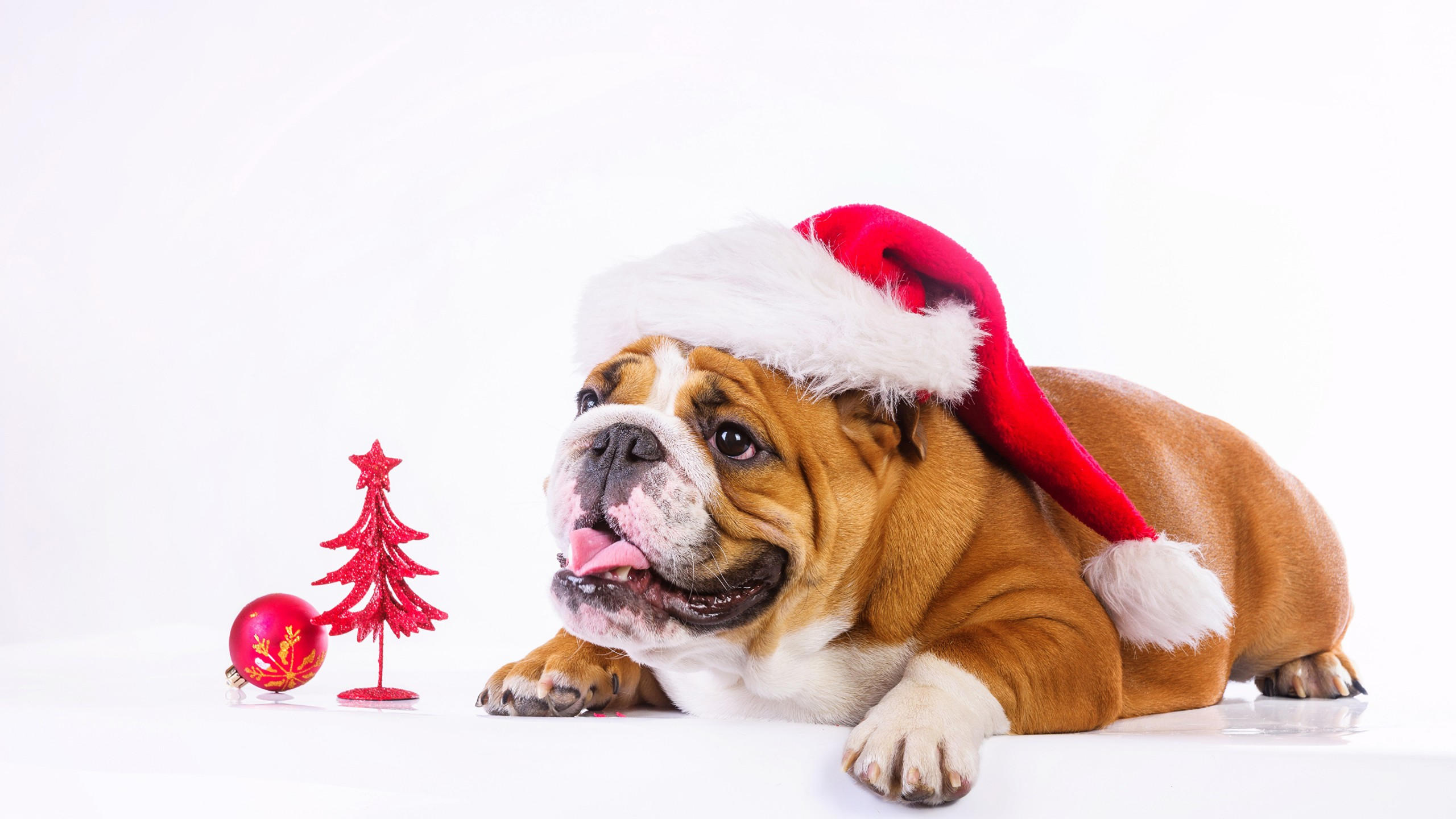 Christmas 2560x1440 new year dog cute animals 4k