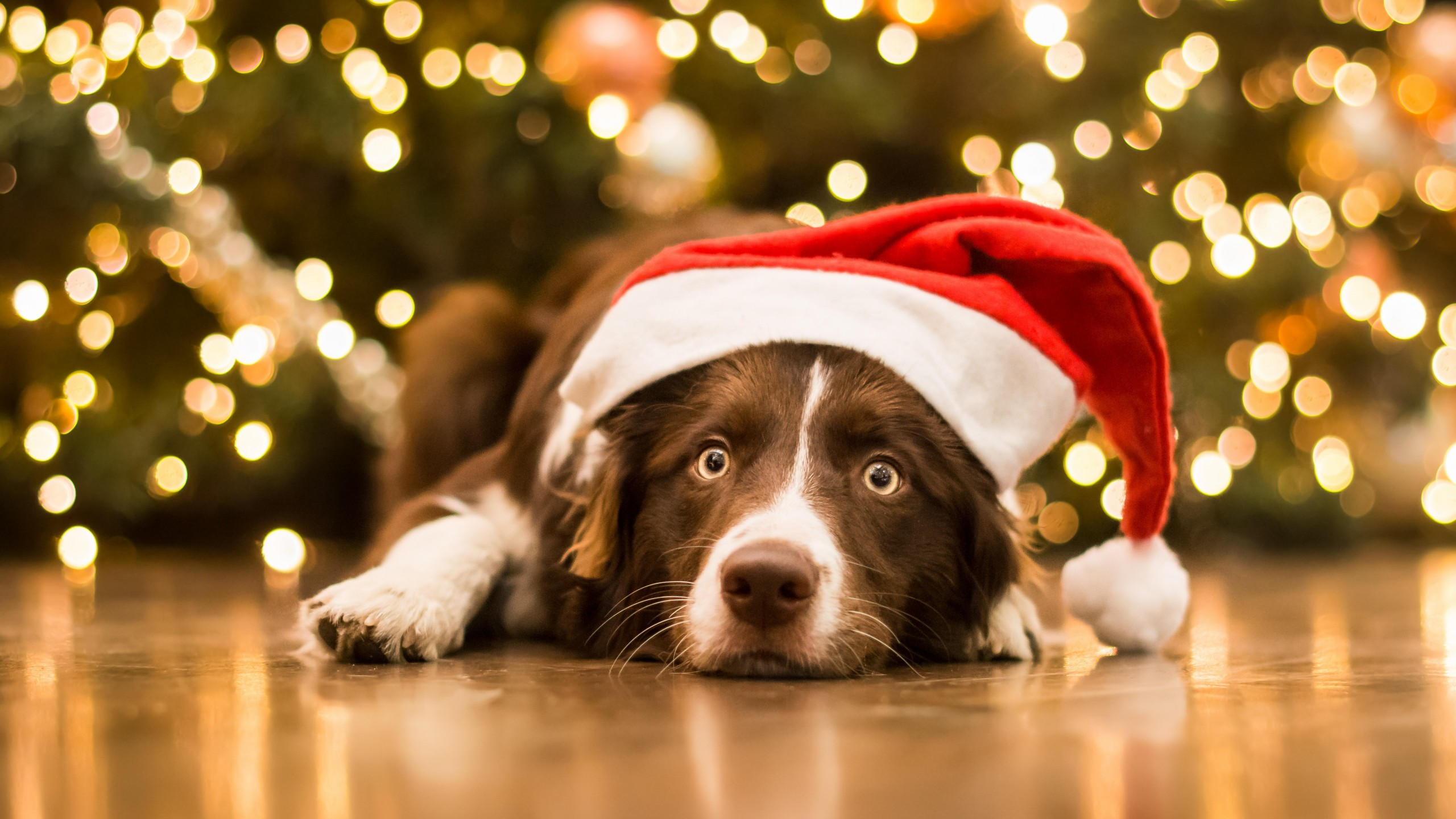 Christmas 2560x1440 new year dog cute animals 5k