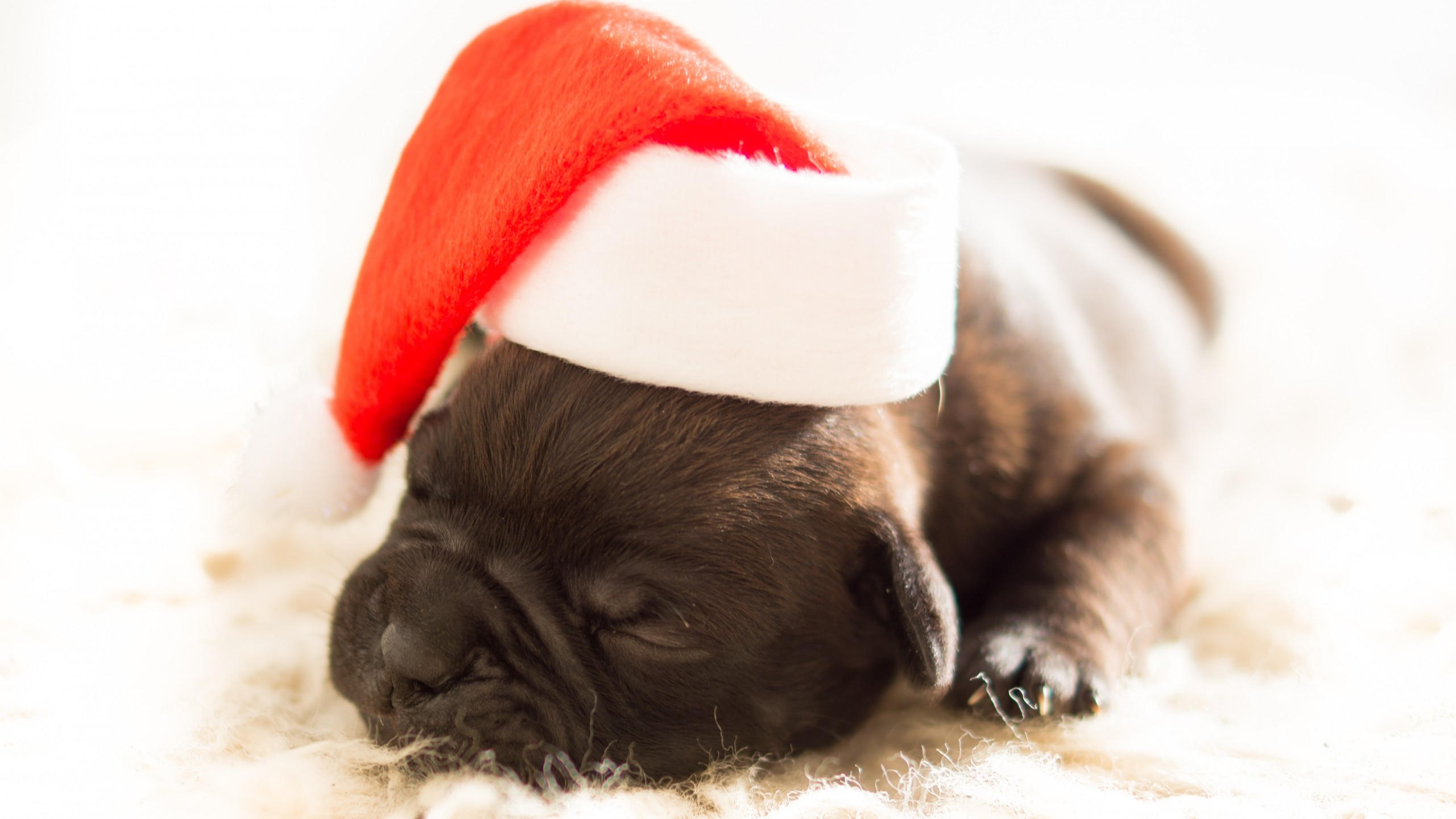 Christmas 2560x1440 new year puppy cute animals 4k