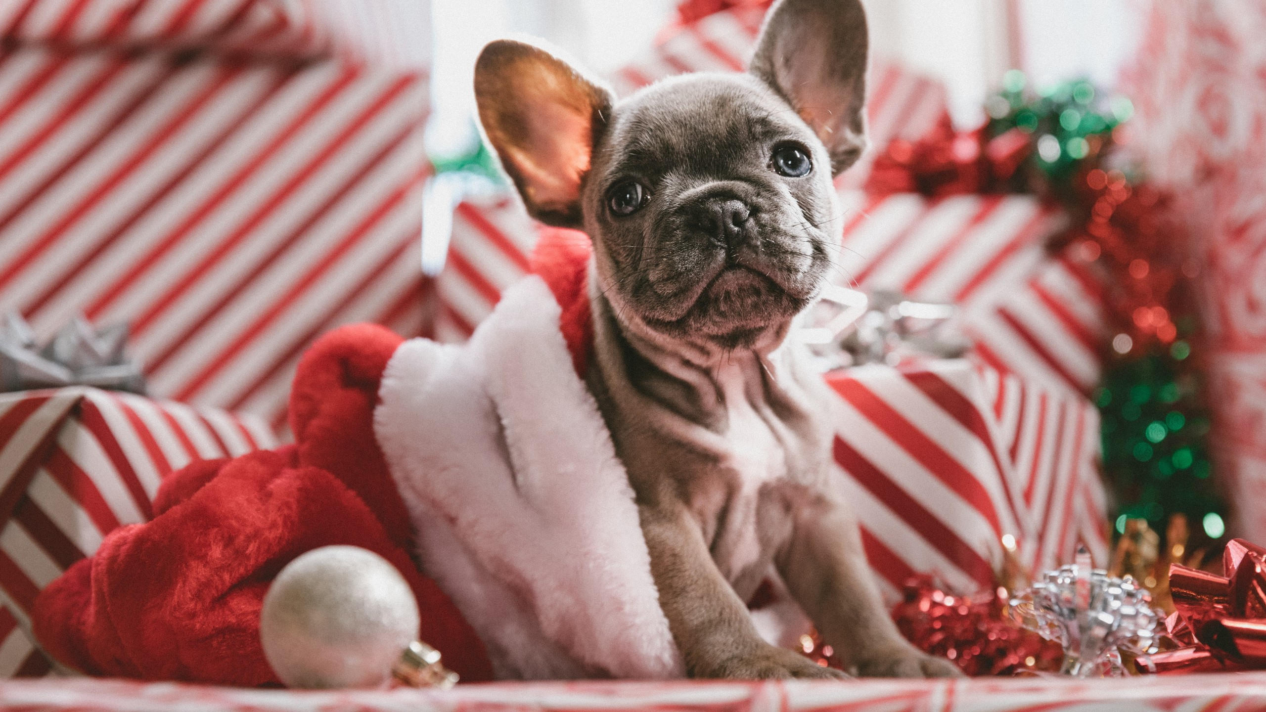 Christmas 2560x1440 new year puppy cute animals 5k