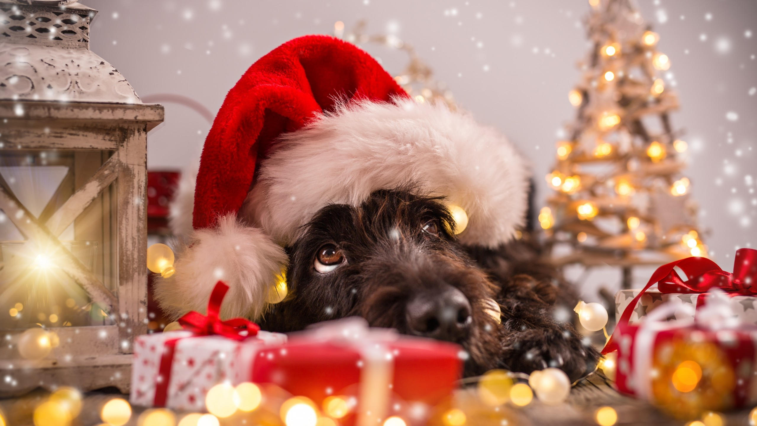 Christmas 2560x1440 new year snow dog cute animals 4k