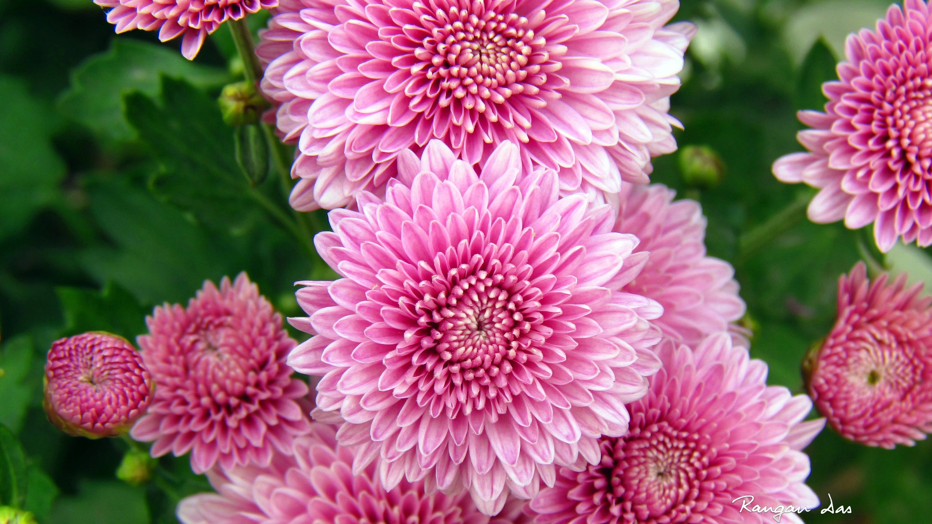 Chrysanthemum flowers