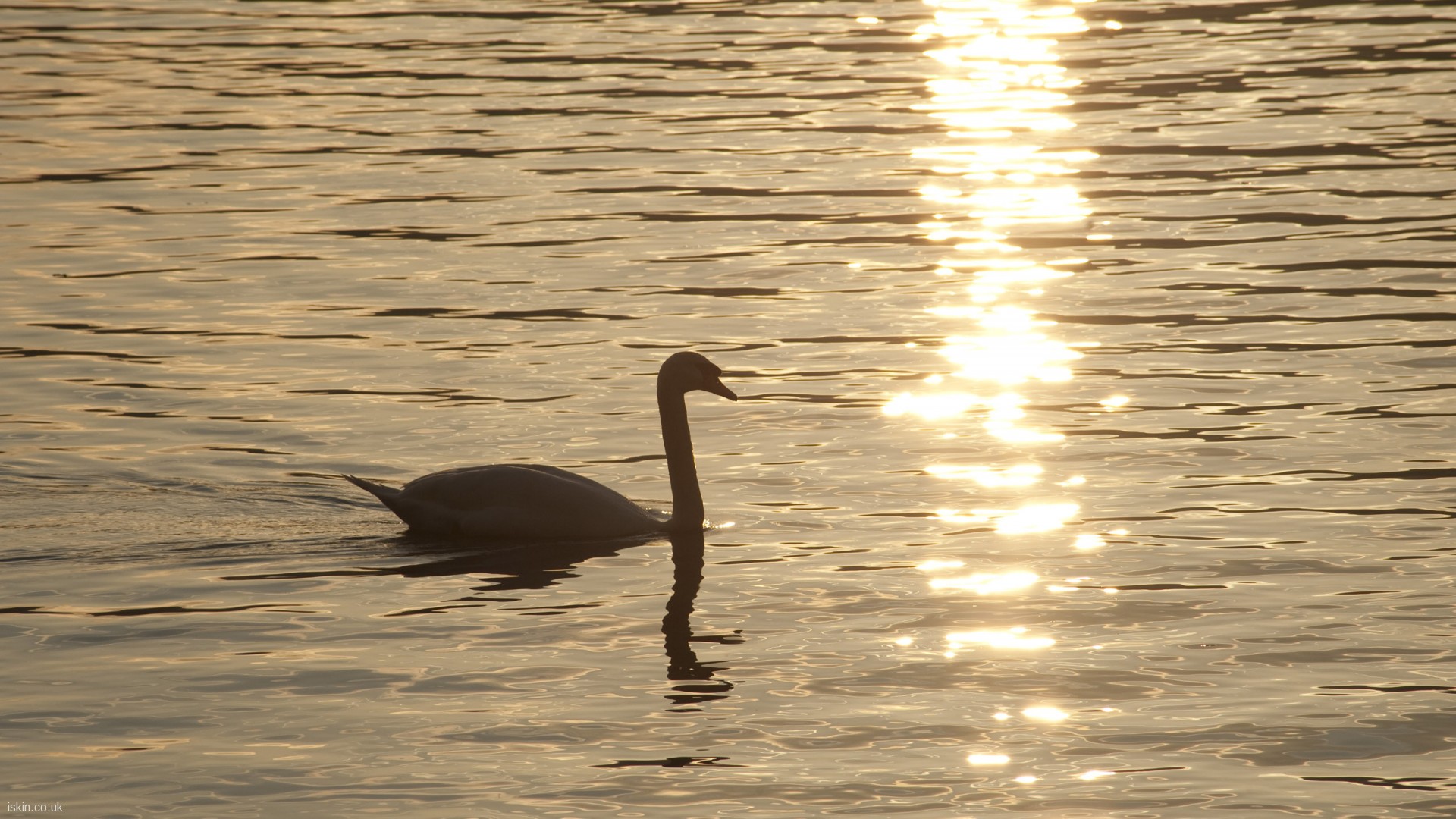 cisne en un atardecer