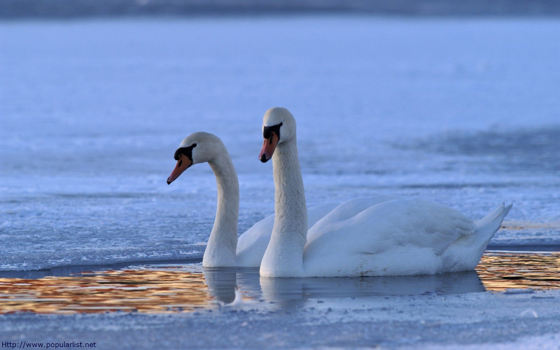 cisnes en el lago