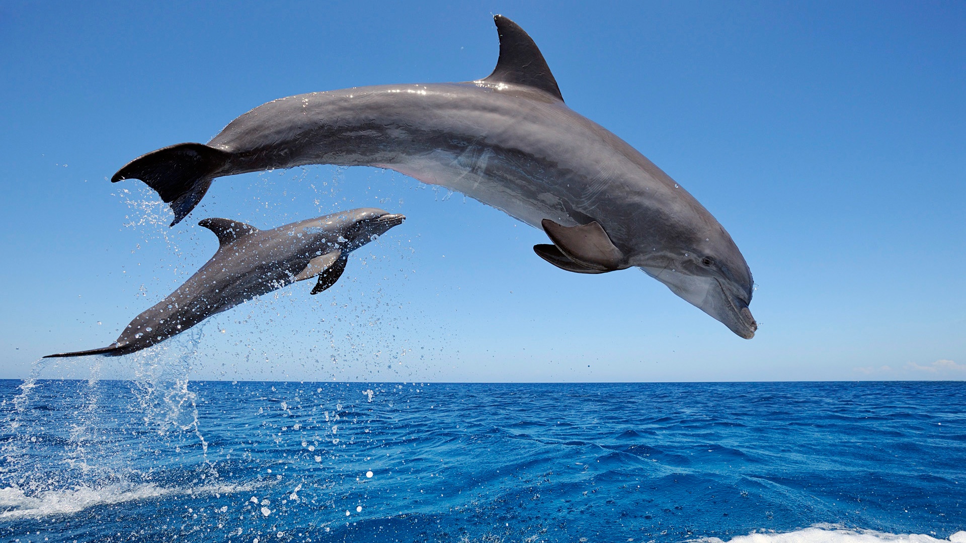 Common bottlenose dolphins