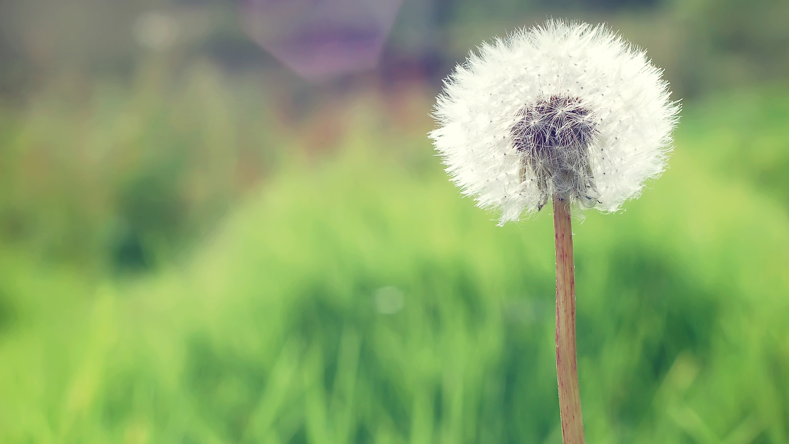 Countryside dandelion