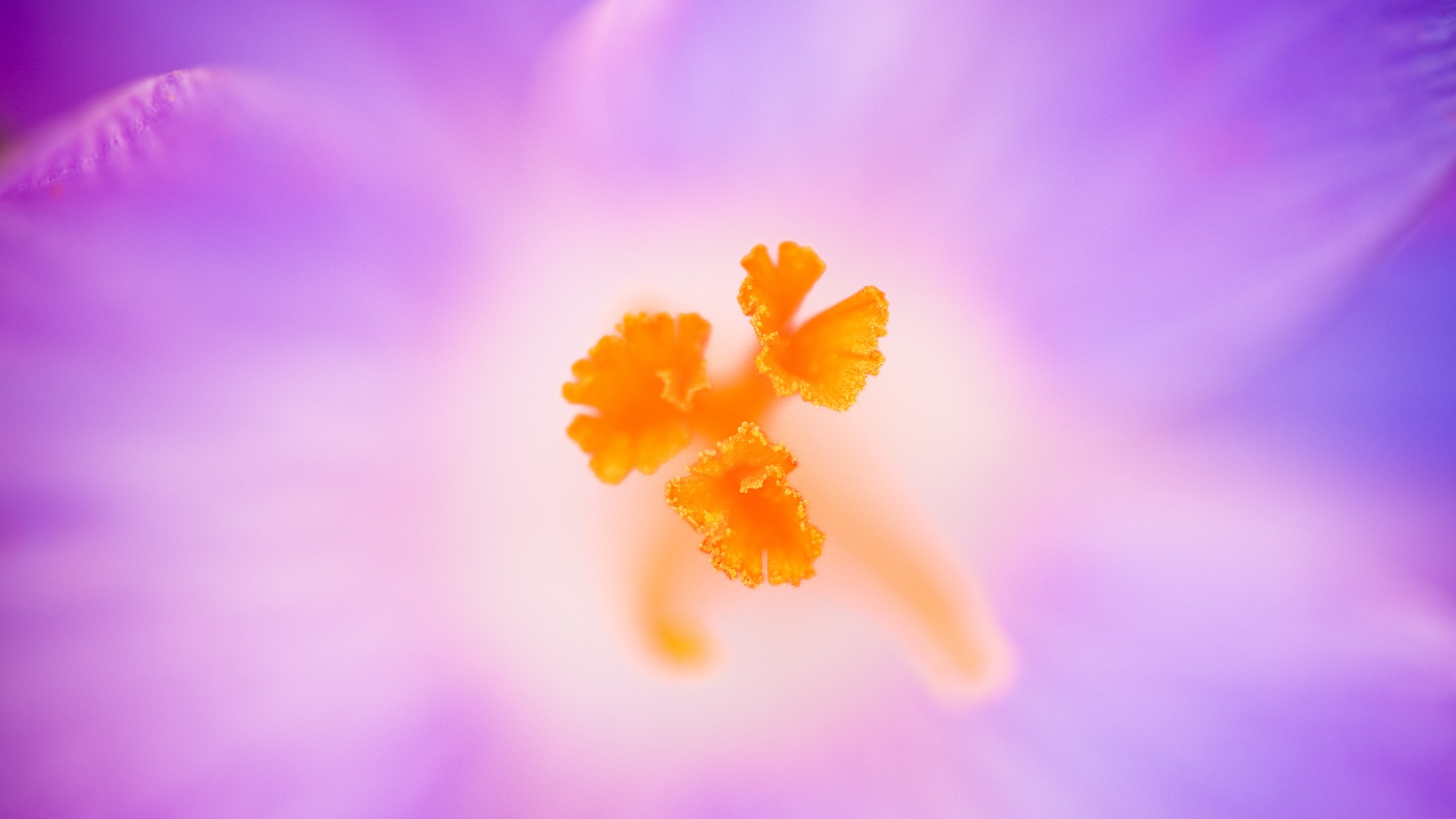 Crocus heuffelianus flower